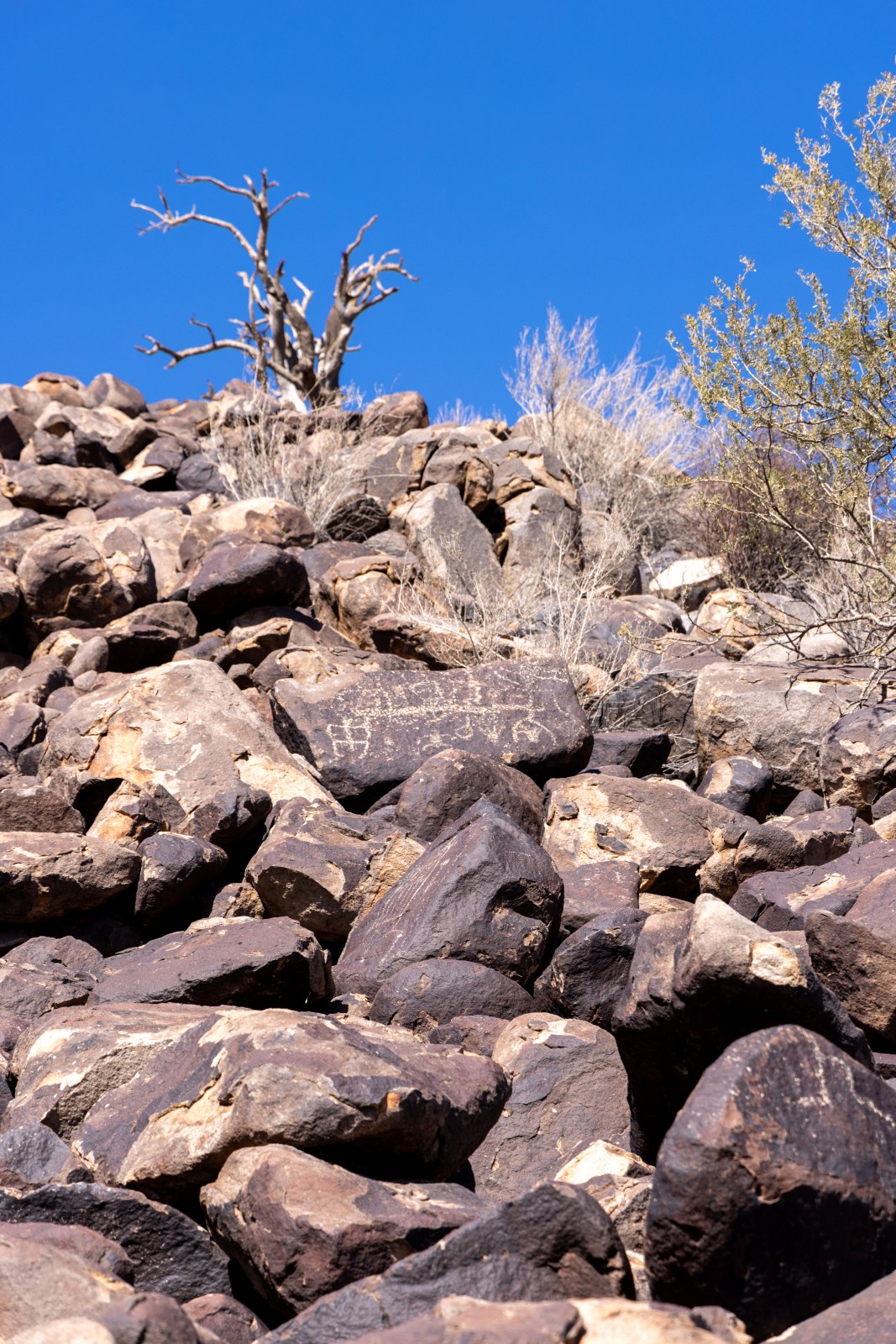 Petroglyphs at Ironwood Forest National Monument