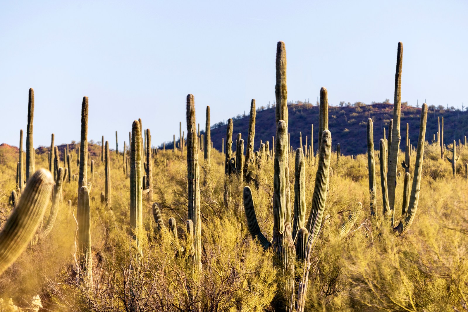 Saguaros in the Sonoran Desert