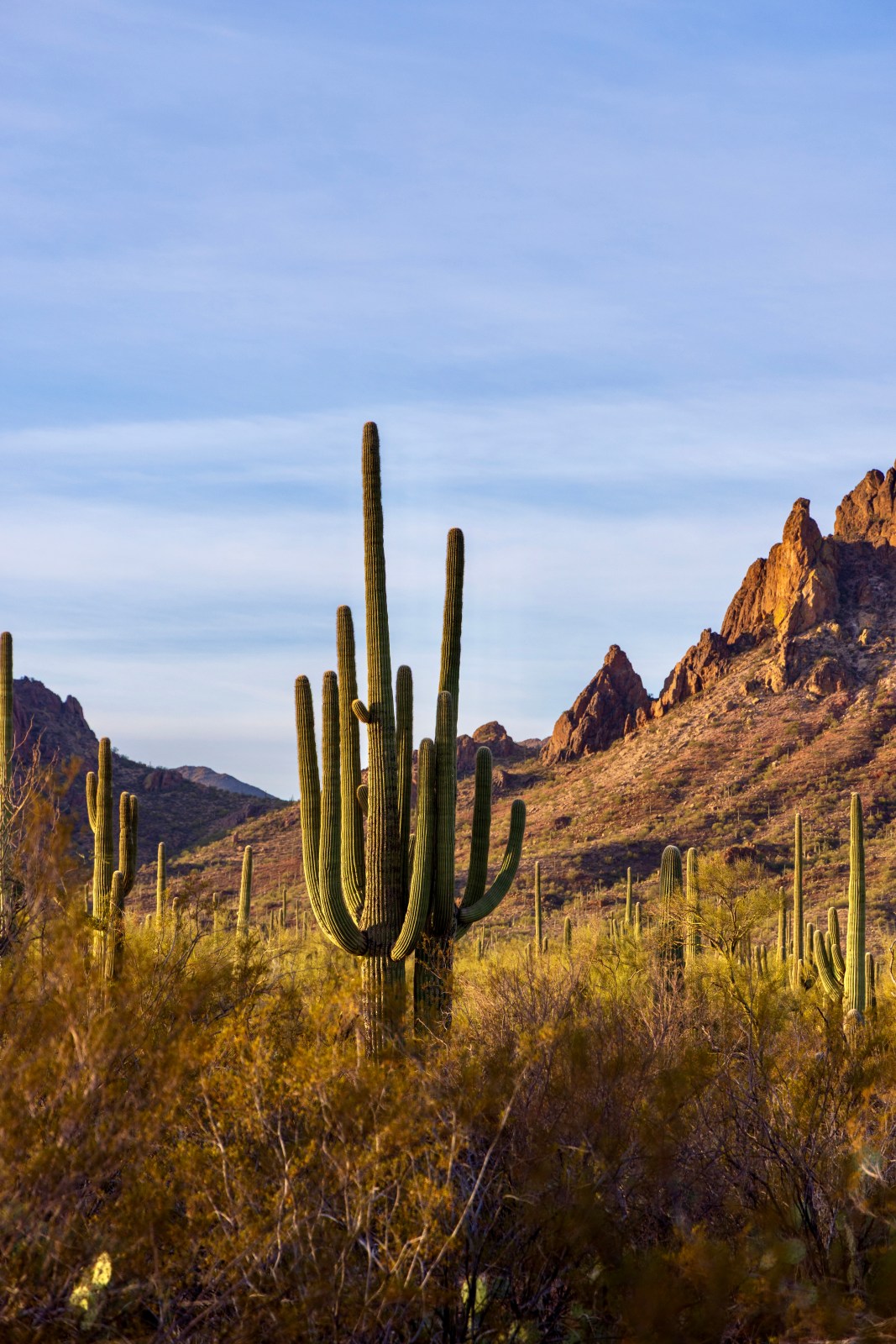 Ironwood Forest National Monument