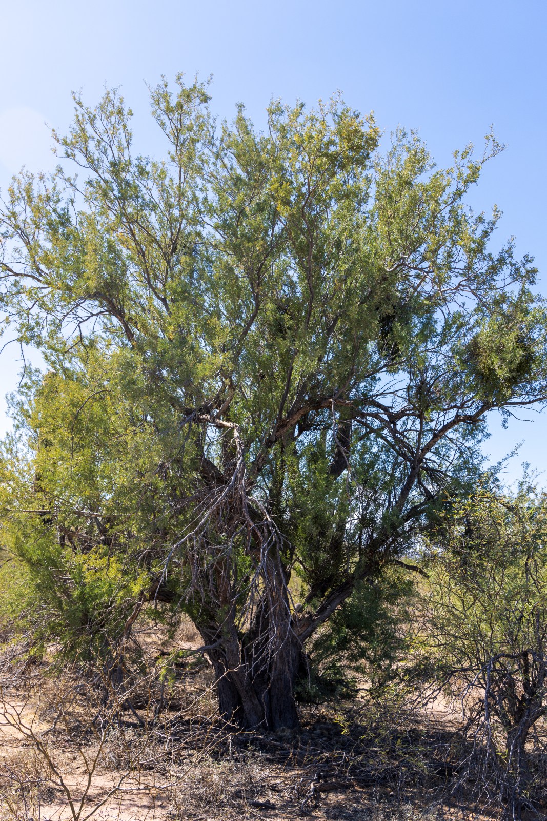 ironwood forest national monument