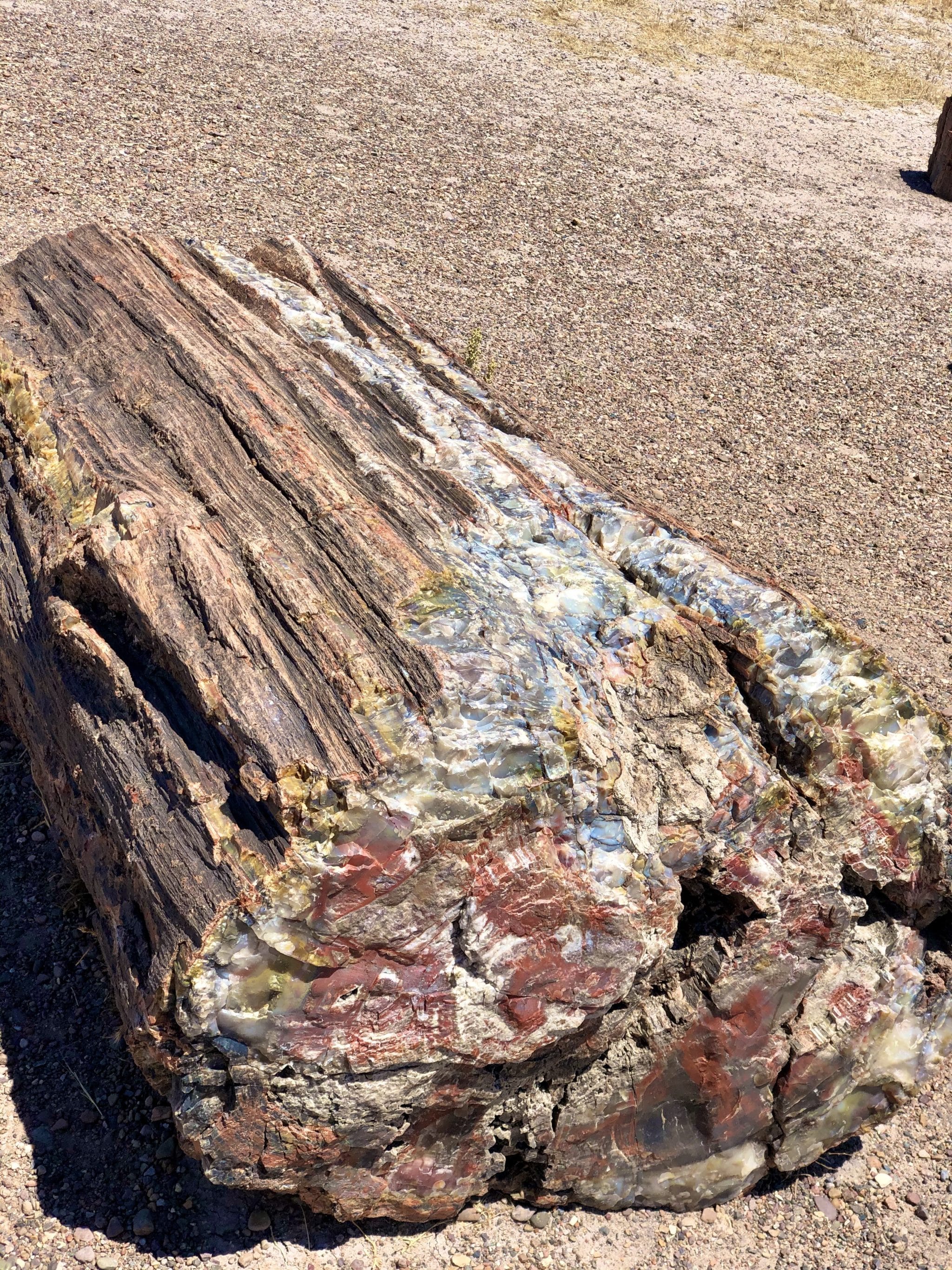 One Day in Petrified Forest National Park