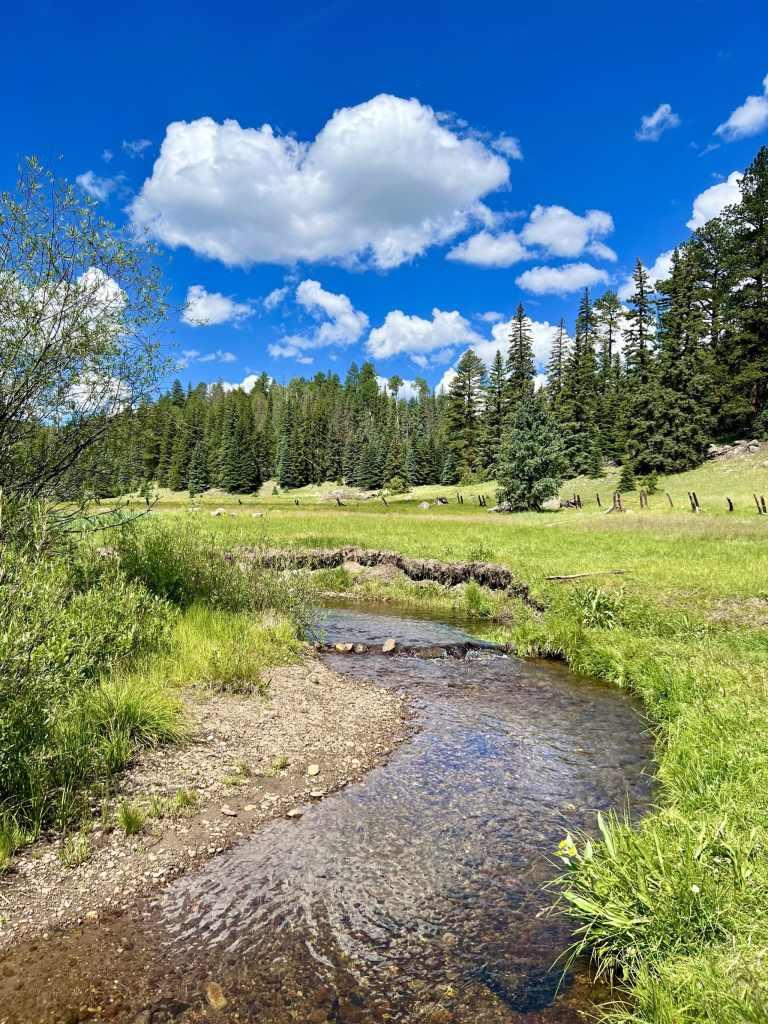 West Baldy Trail in the White Mountains of the Apache-Sitgreaves National Forest