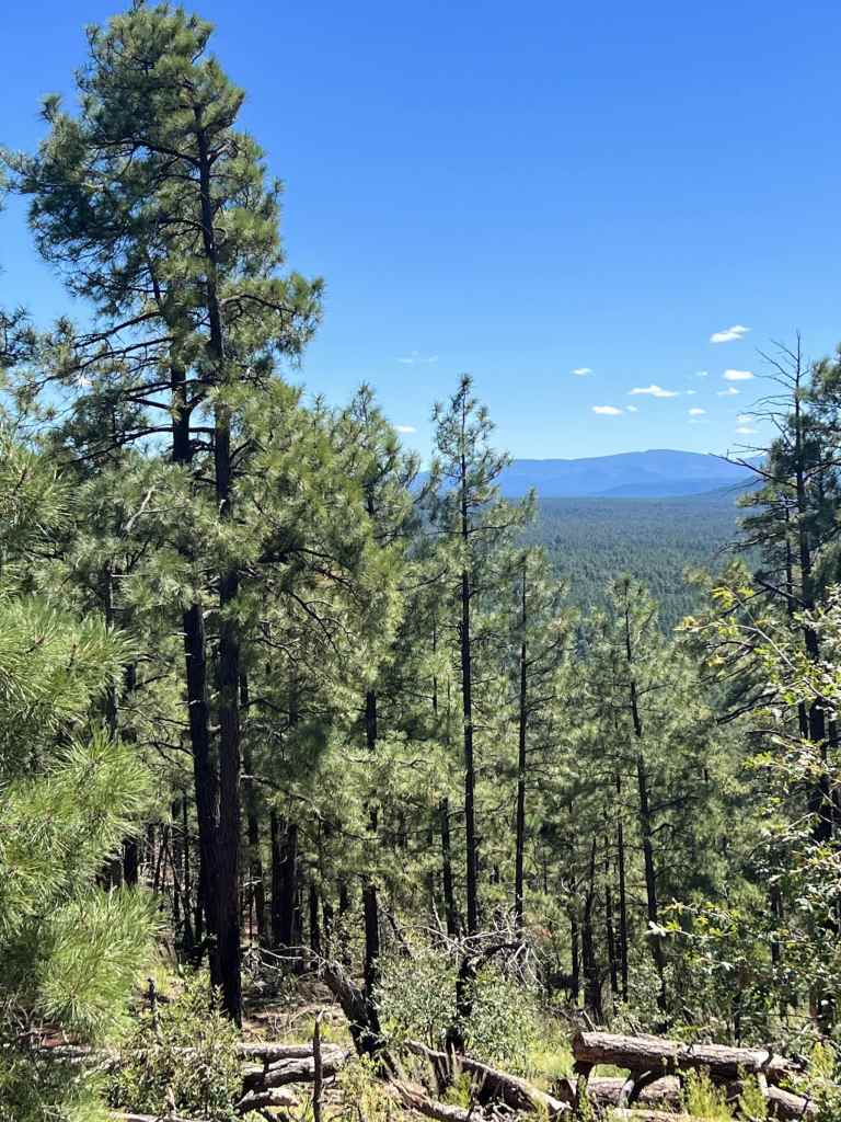 Pat Mullen Trail in the White Mountains of the Apache-Sitgreaves National Forest near Pinetop-Lakeside, Arizona