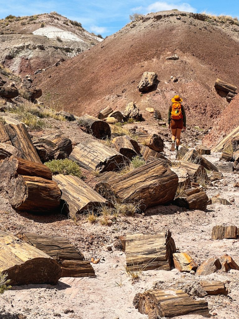 Petrified wood at Petrified Forest National Park
