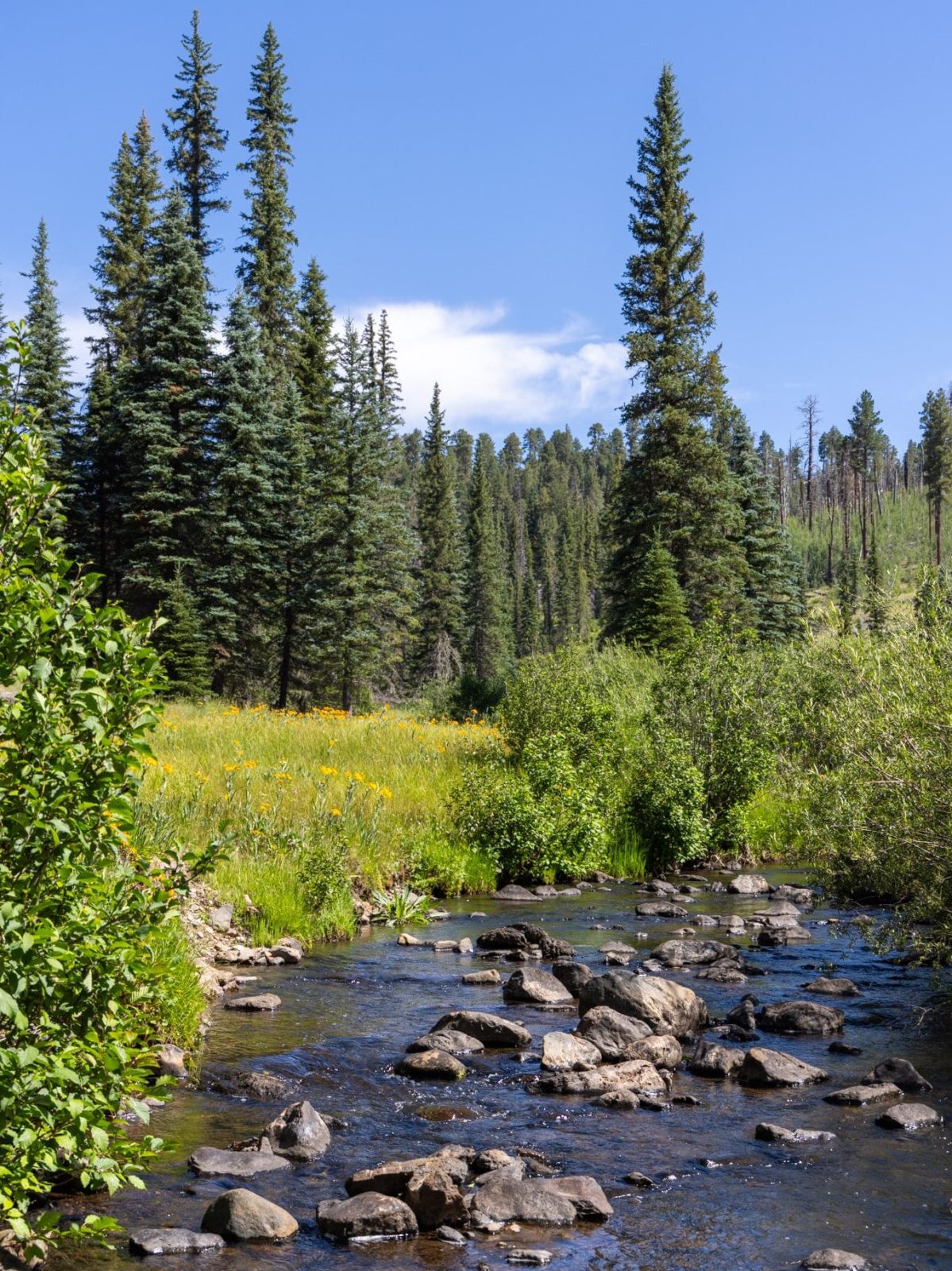 West Fork Trail of the Black River in the White Mountains of the Apache-Sitgreaves National Forest
