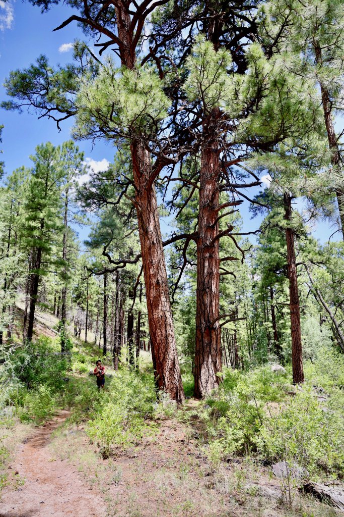 West Fork Trail of the Black River in the White Mountains of the Apache-Sitgreaves National Forest