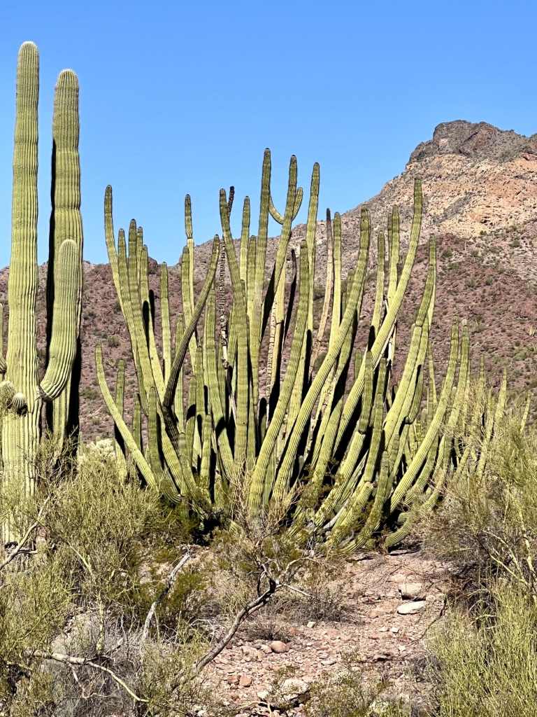 Organ Pipe Cactus National Monument