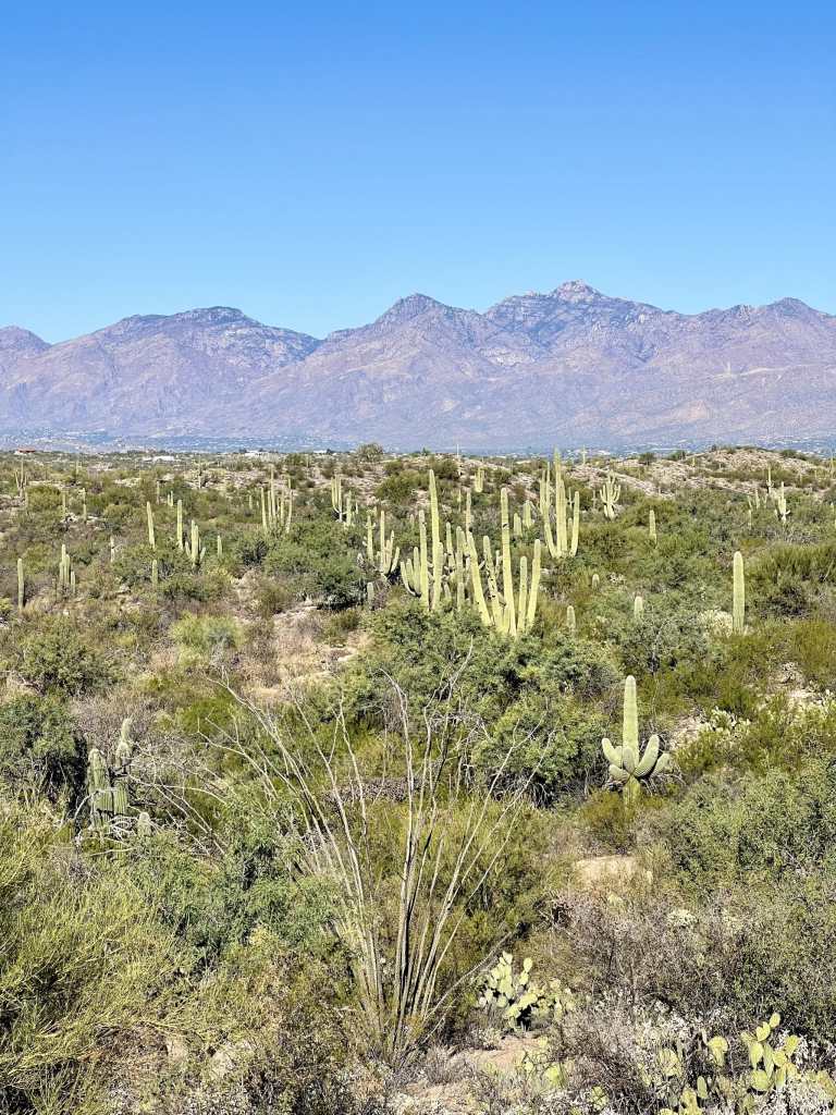 Saguaro National Park East