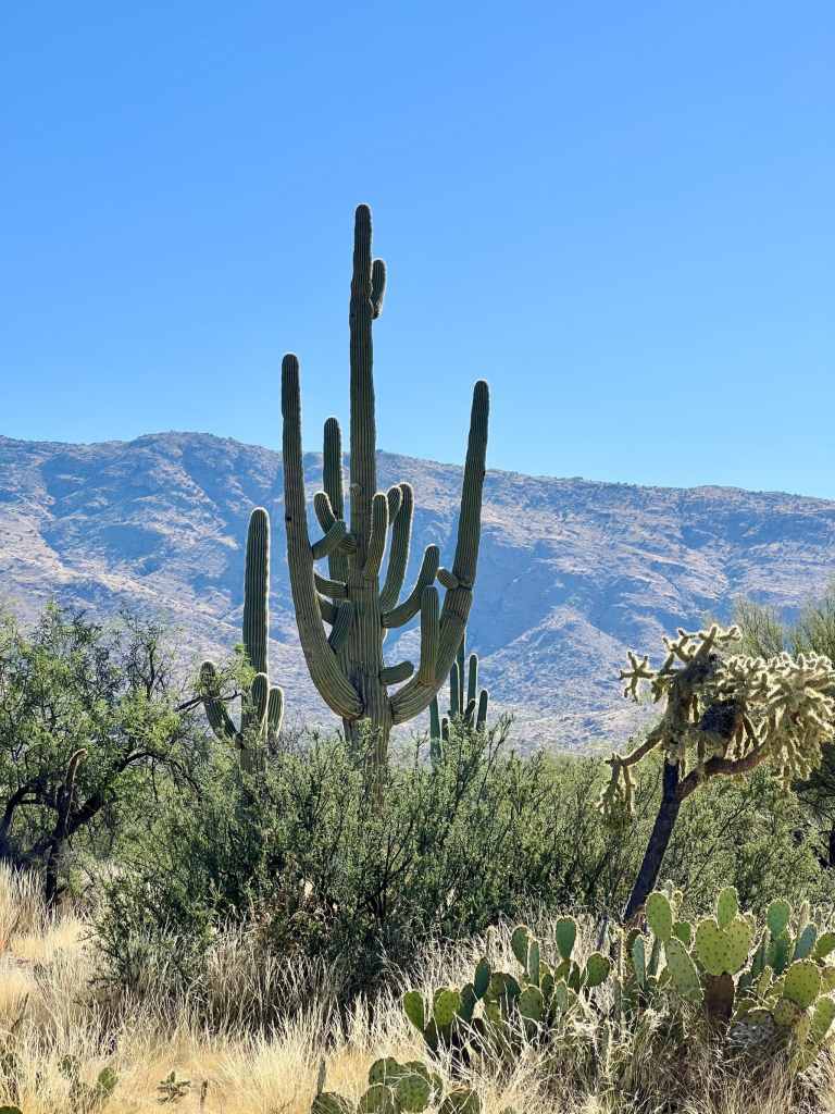 Saguaro National Park East