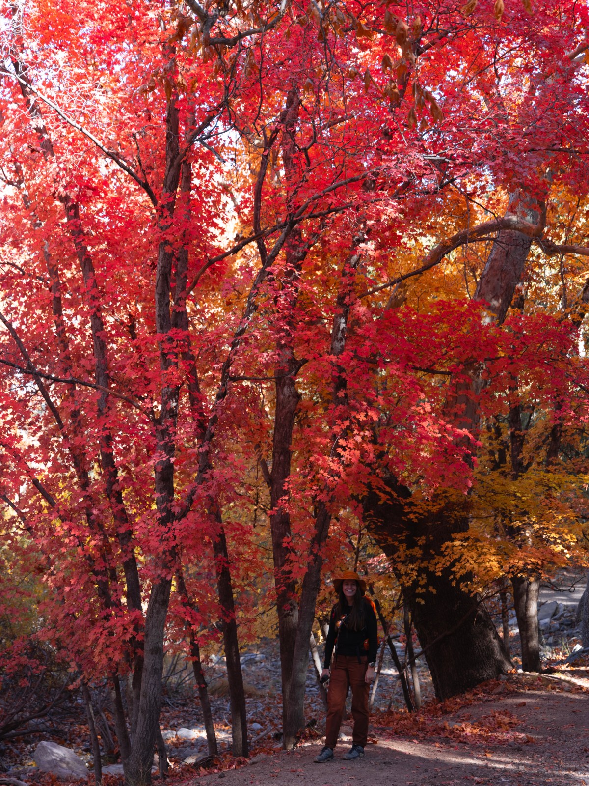 Ramsey Canyon Trail, Sierra Vista, Arizona
