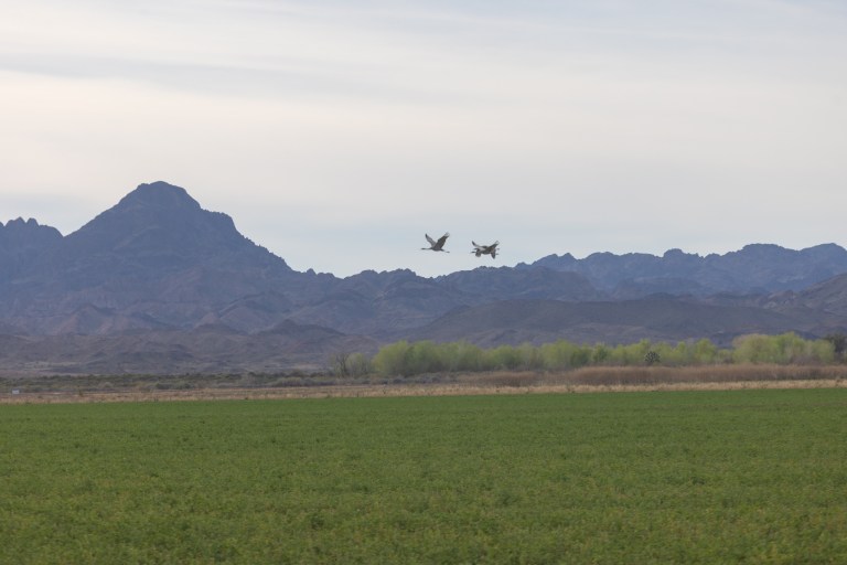 Canadian Geese seen from the Goose Loop auto tour at Cibola NWR, north of Yuma, AZ