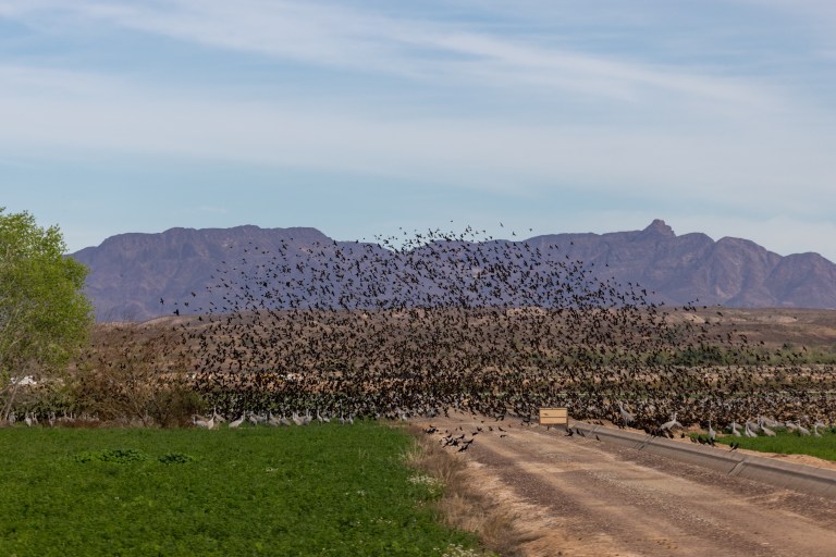 Birds seen from the Goose Loop auto tour at Cibola NWR, north of Yuma, AZ