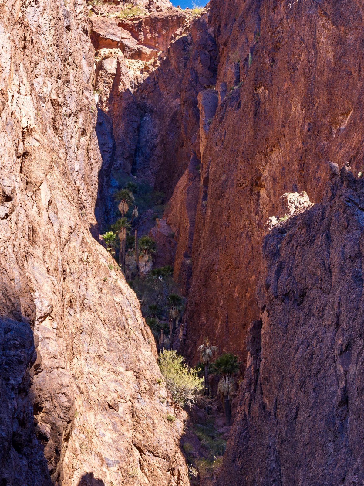 Palm Canyon, Kofa National Wildlife Refuge
