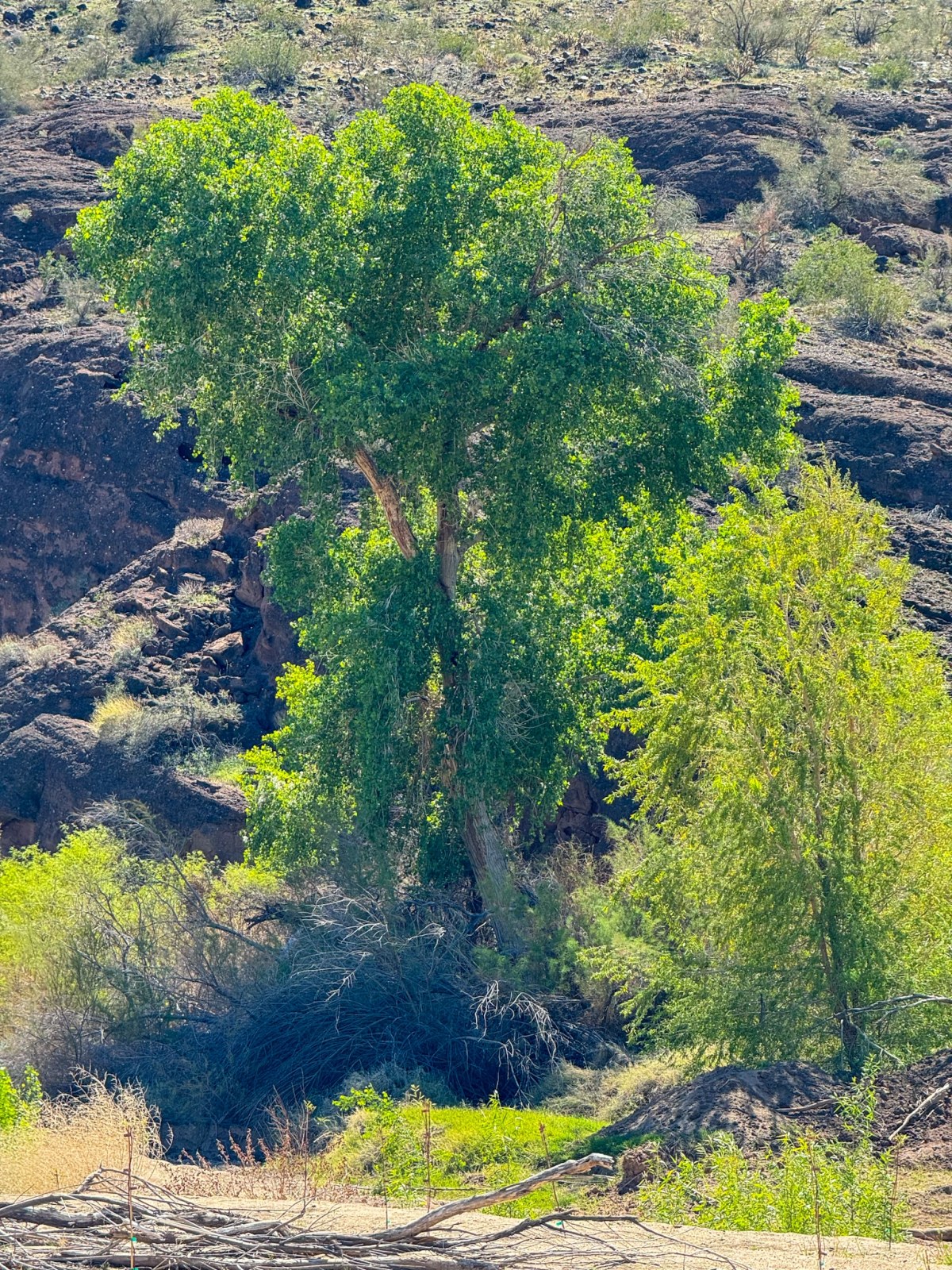 Cottonwood tree in the floodplains of Bill Williams National Wildlife Refuge
