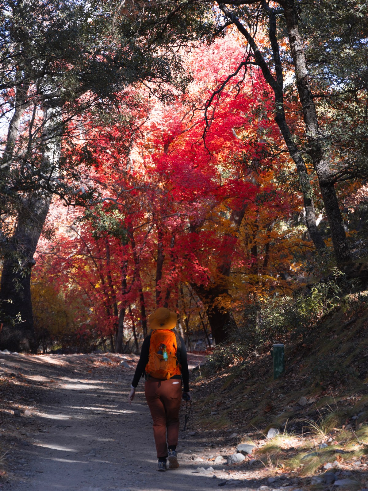 Ramsey Canyon Trail, Sierra Vista, Arizona