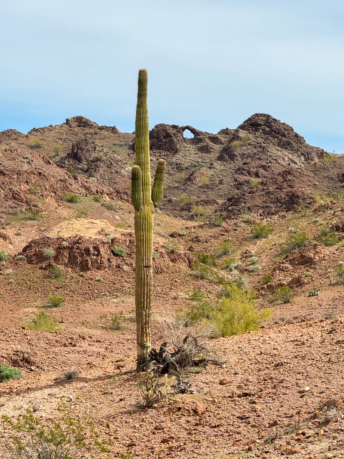 Trigo Mountain Wilderness north of Yuma, AZ