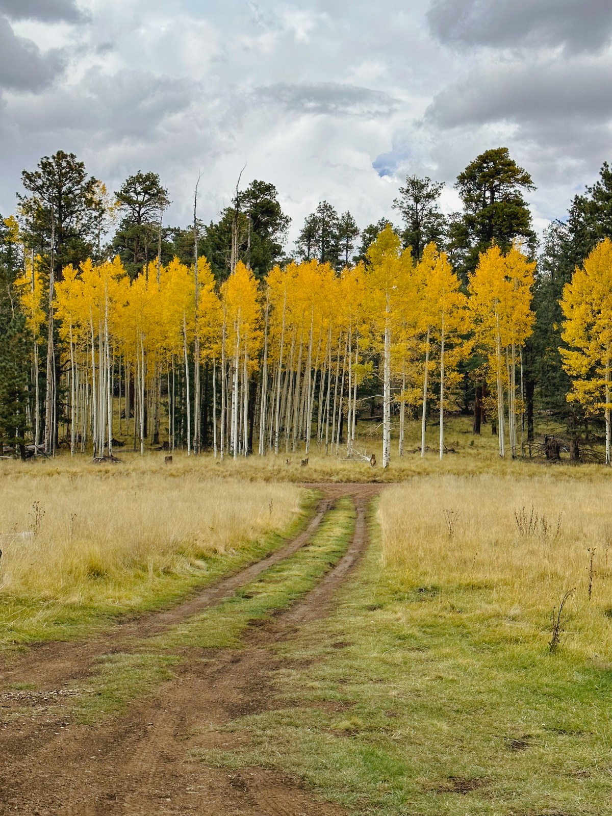 Golden Aspens in the White Mountains of Apache-Sitgreaves National Forest