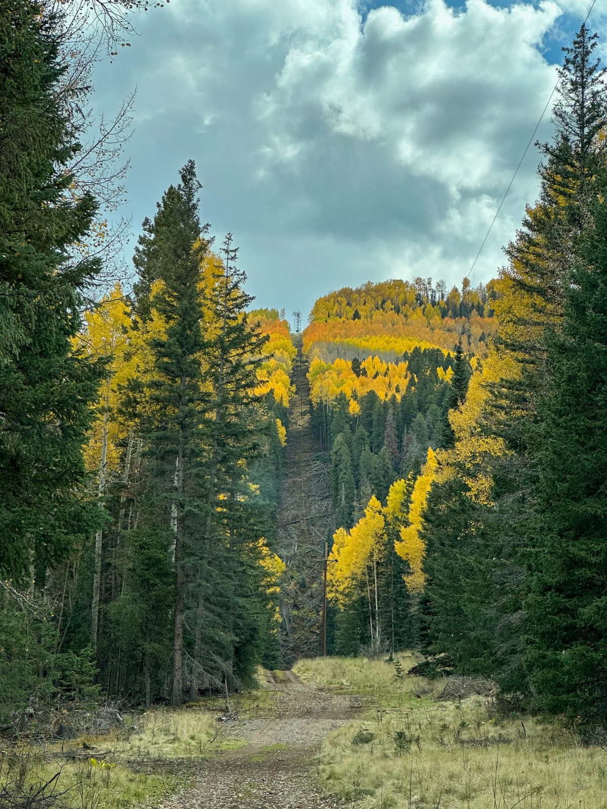 Golden Aspens in the White Mountains of Apache-Sitgreaves National Forest