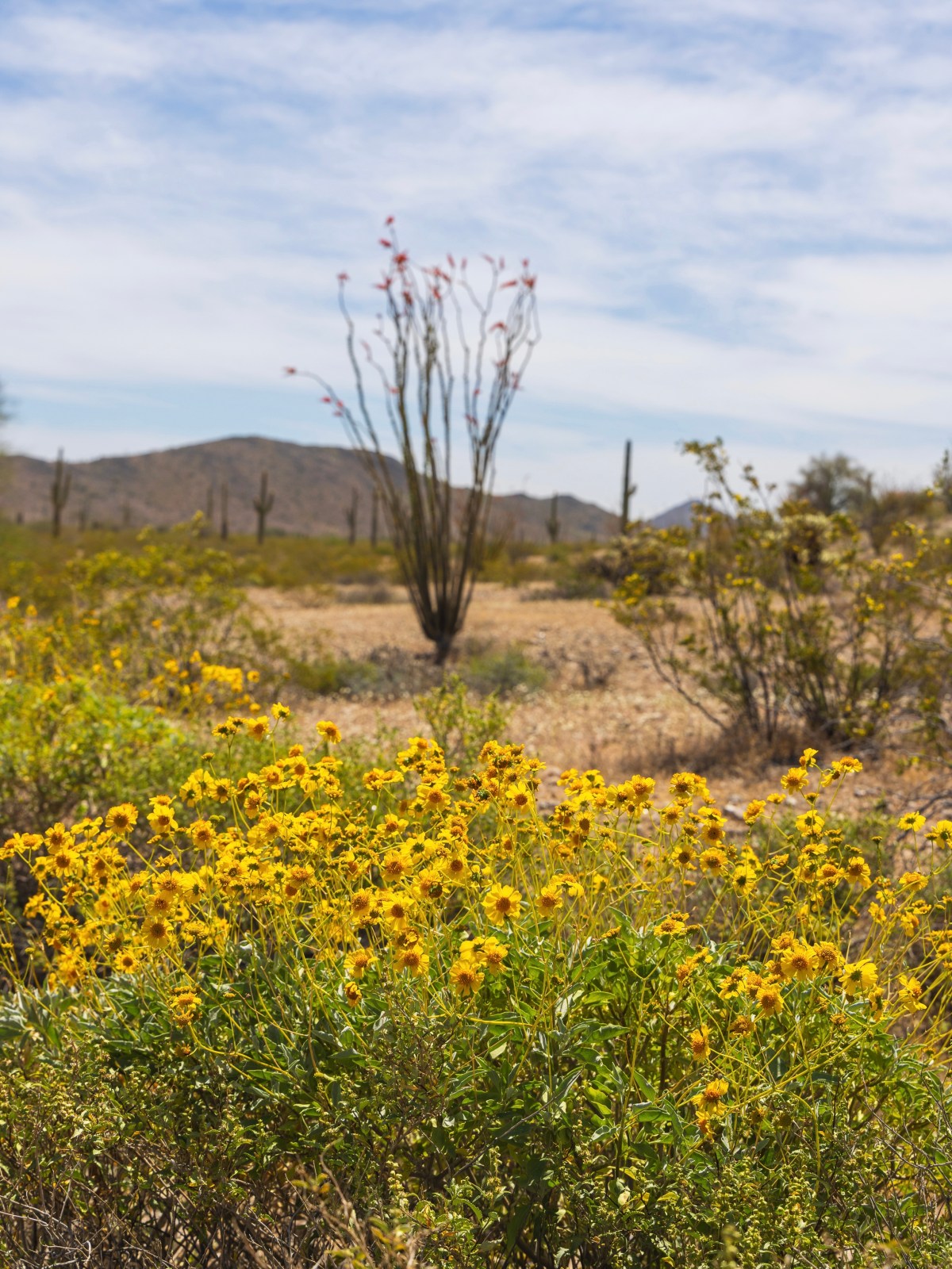 Cabeza Prieta National Wildlife Refuge