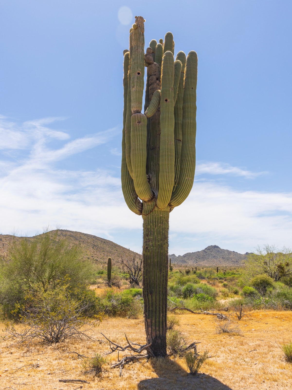 Cabeza Prieta National Wildlife Refuge - Papago Campground