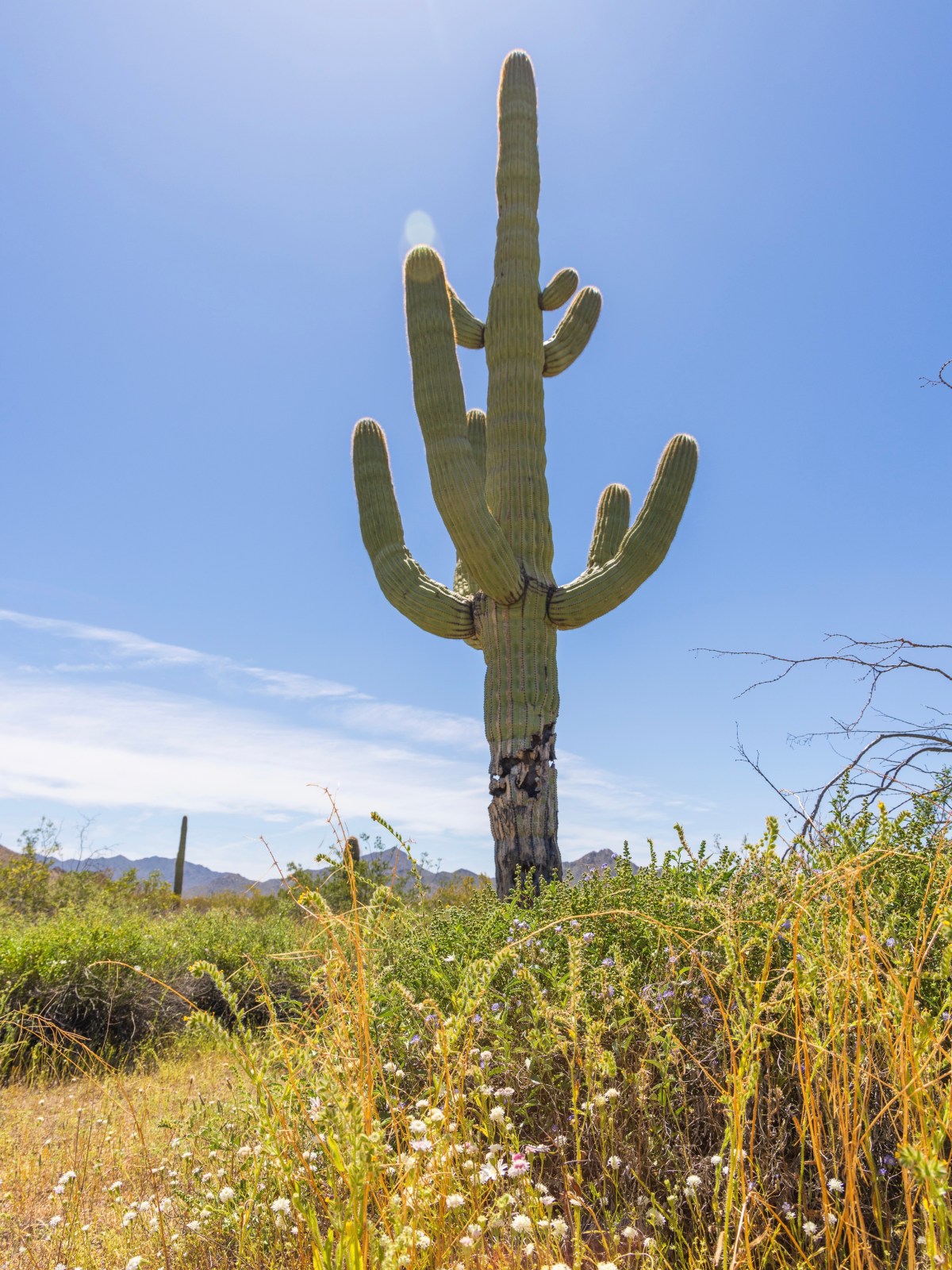 Sagurao Cactus at Cabeza Prieta National Wildlife Refuge