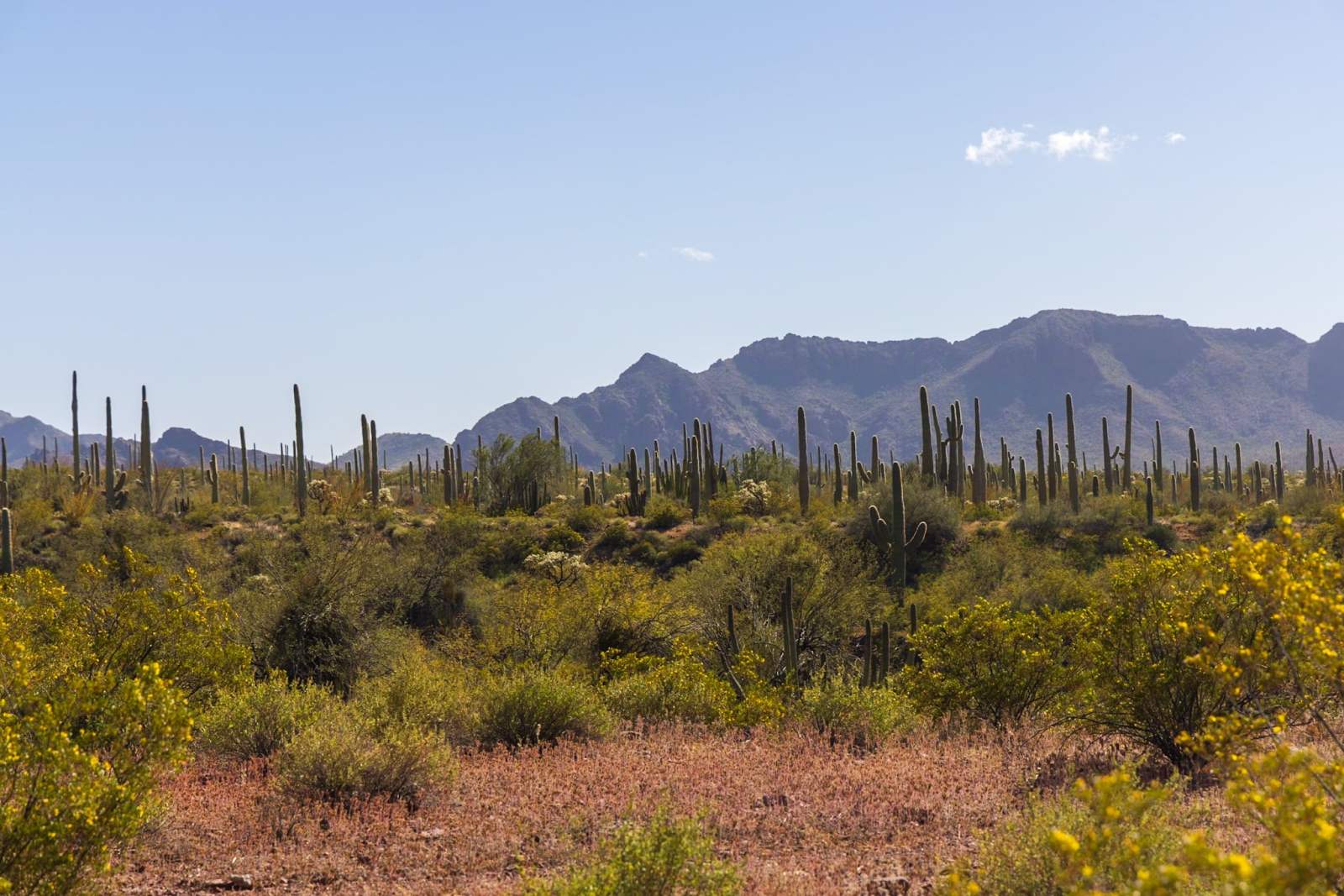Organ Pipe Cactus National Monument, Ajo, Arizona - Alamo Canyon