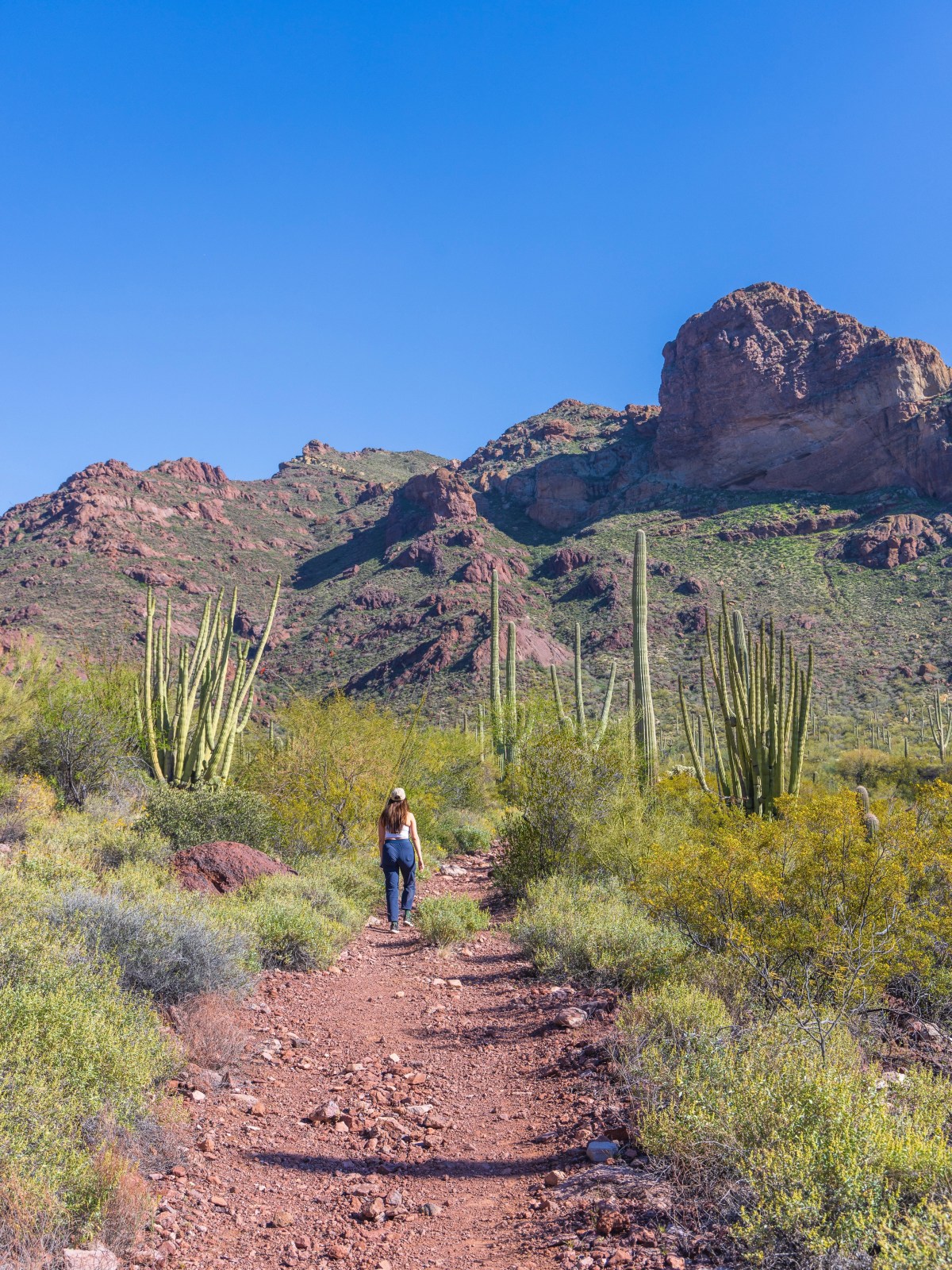 Organ Pipe Cactus National Monument, Ajo, Arizona - Alamo Canyon Trail
