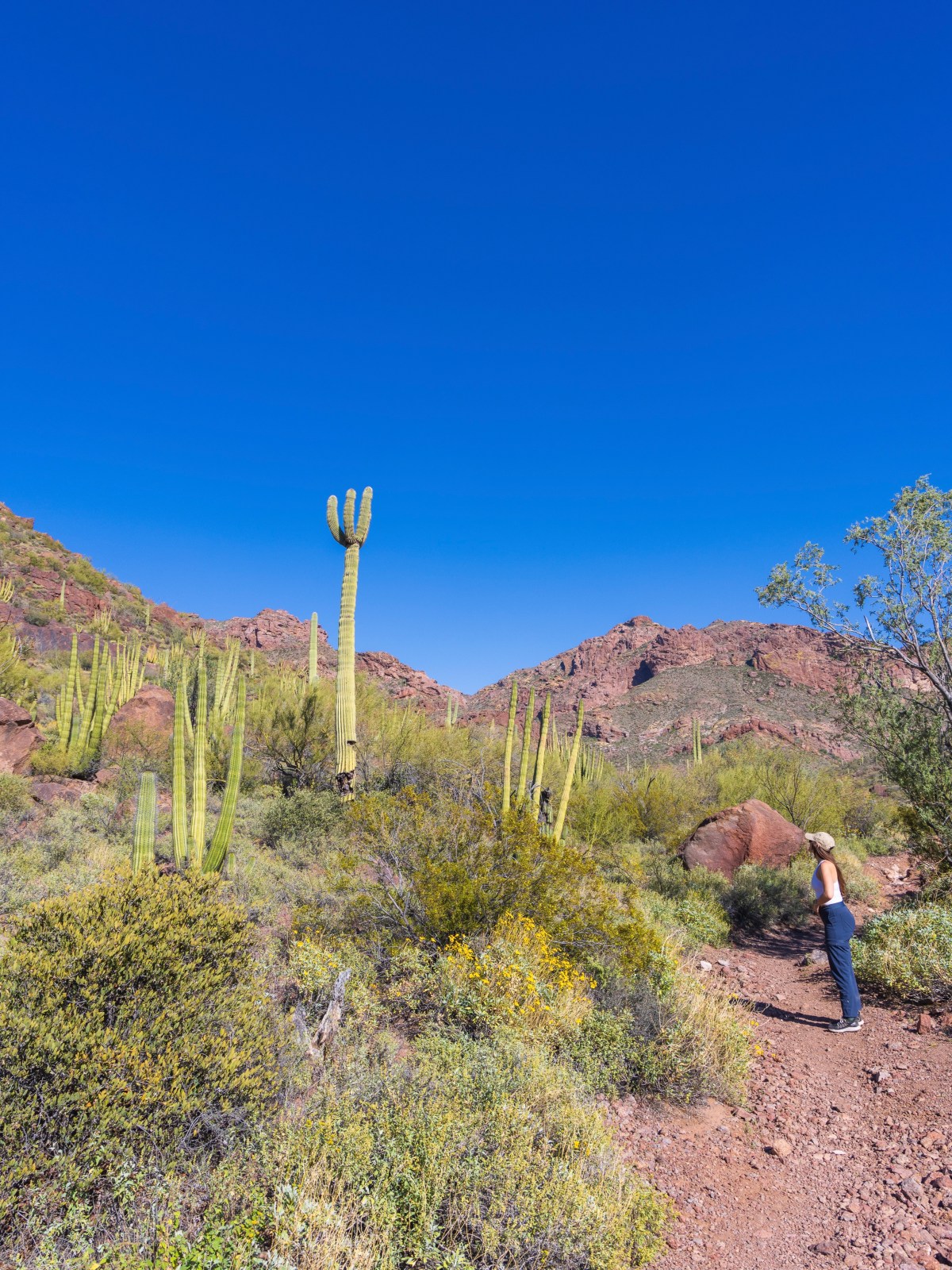 Organ Pipe Cactus National Monument, Ajo, Arizona - Alamo Canyon Trail