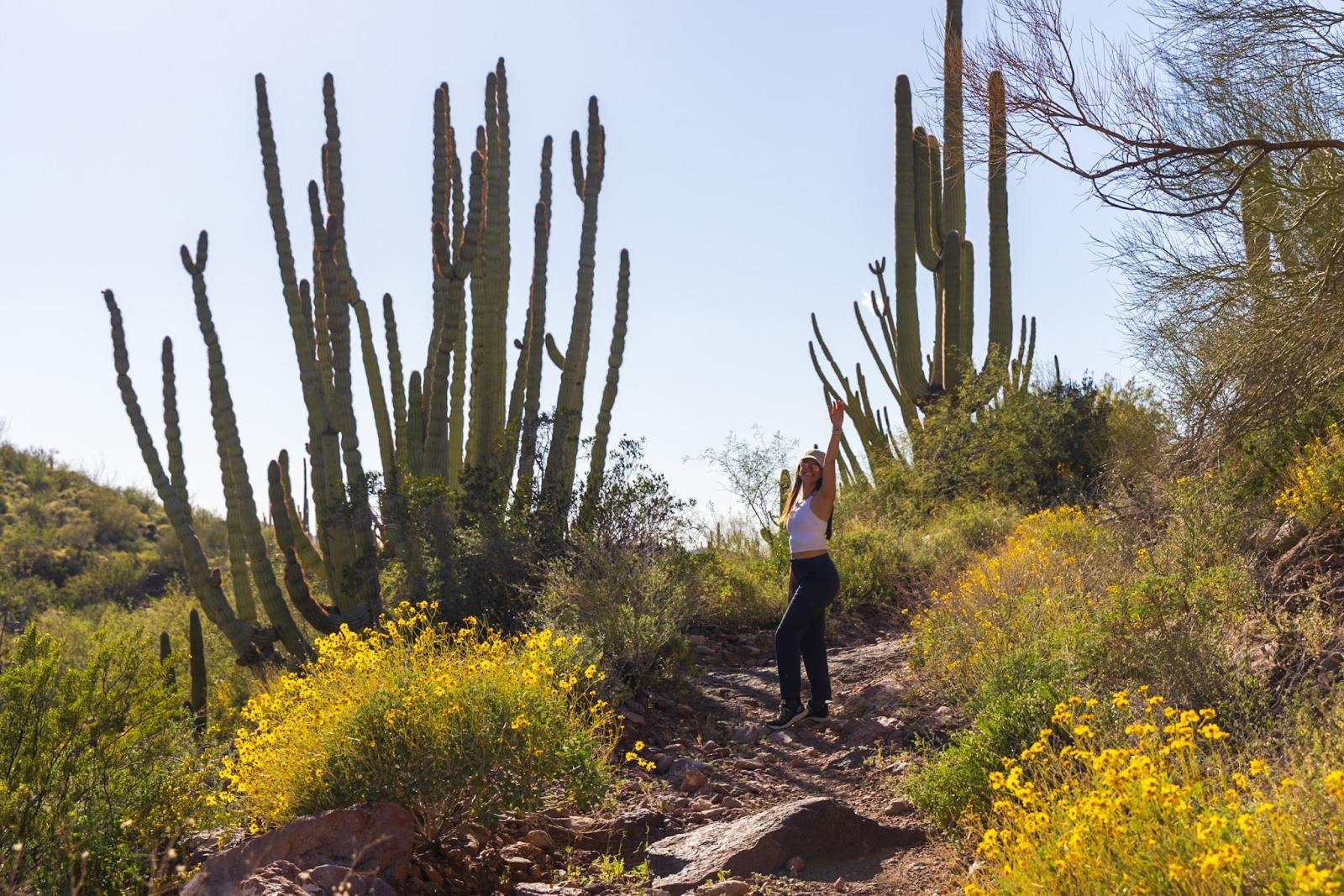 Organ Pipe Cactus National Monument, Ajo, Arizona - Alamo Canyon
