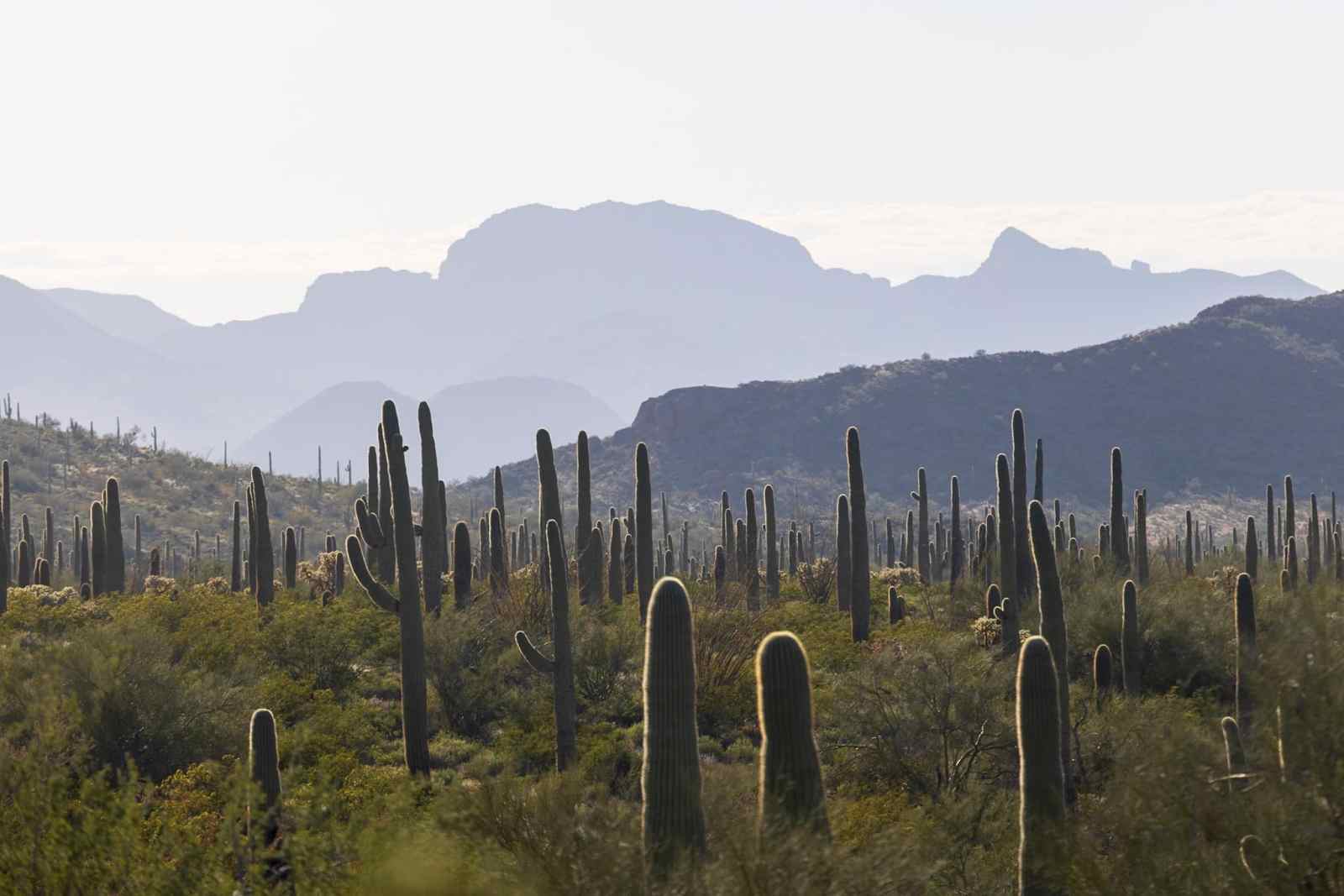 Organ Pipe Cactus National Monument, Ajo, Arizona - Alamo Canyon