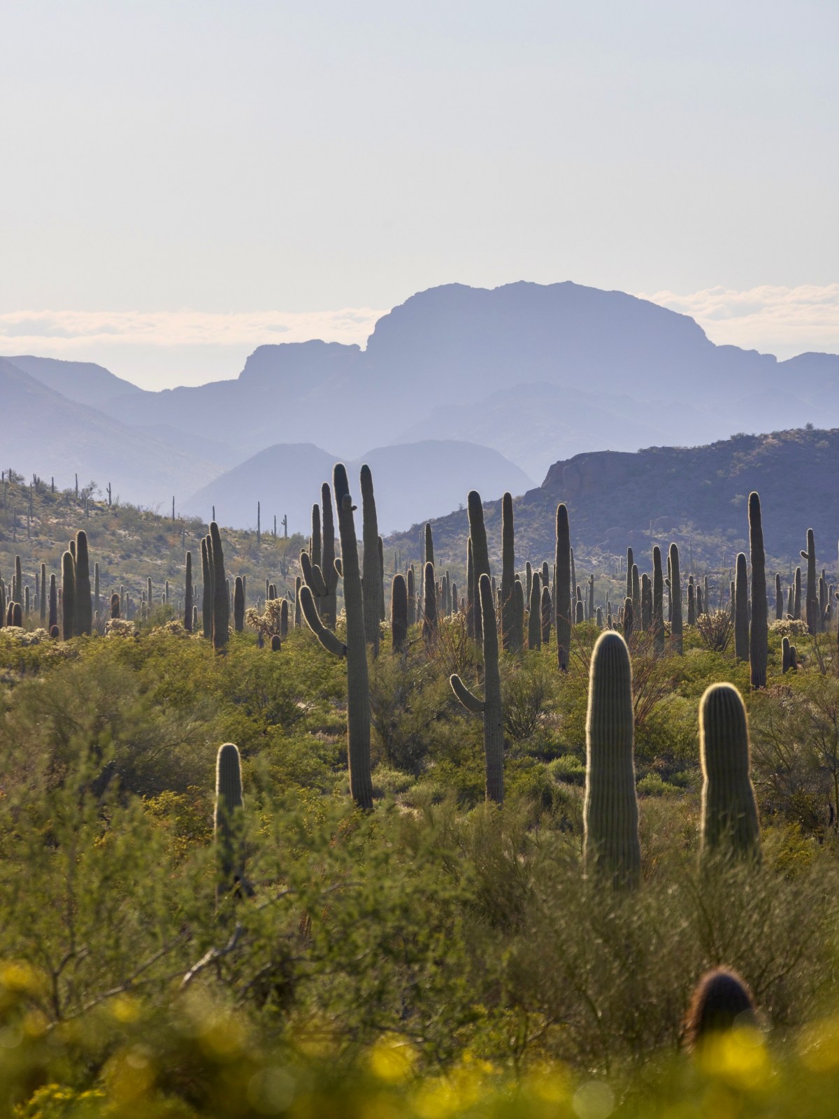 Organ Pipe Cactus National Monument, Ajo, Arizona - Alamo Canyon Trail