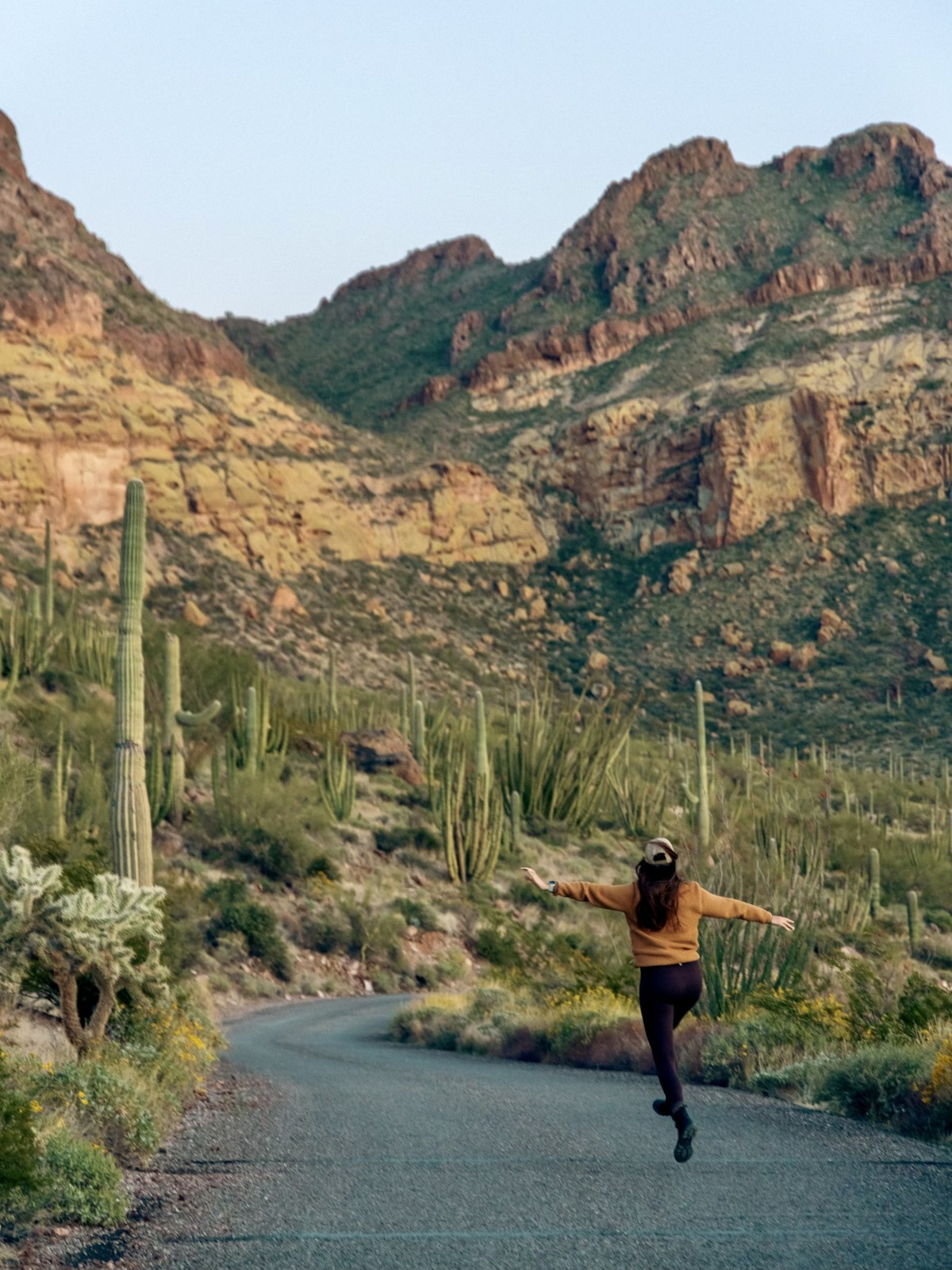 Organ Pipe Cactus National Monument, Ajo, Arizona - Ajo Mountain Loop Drive