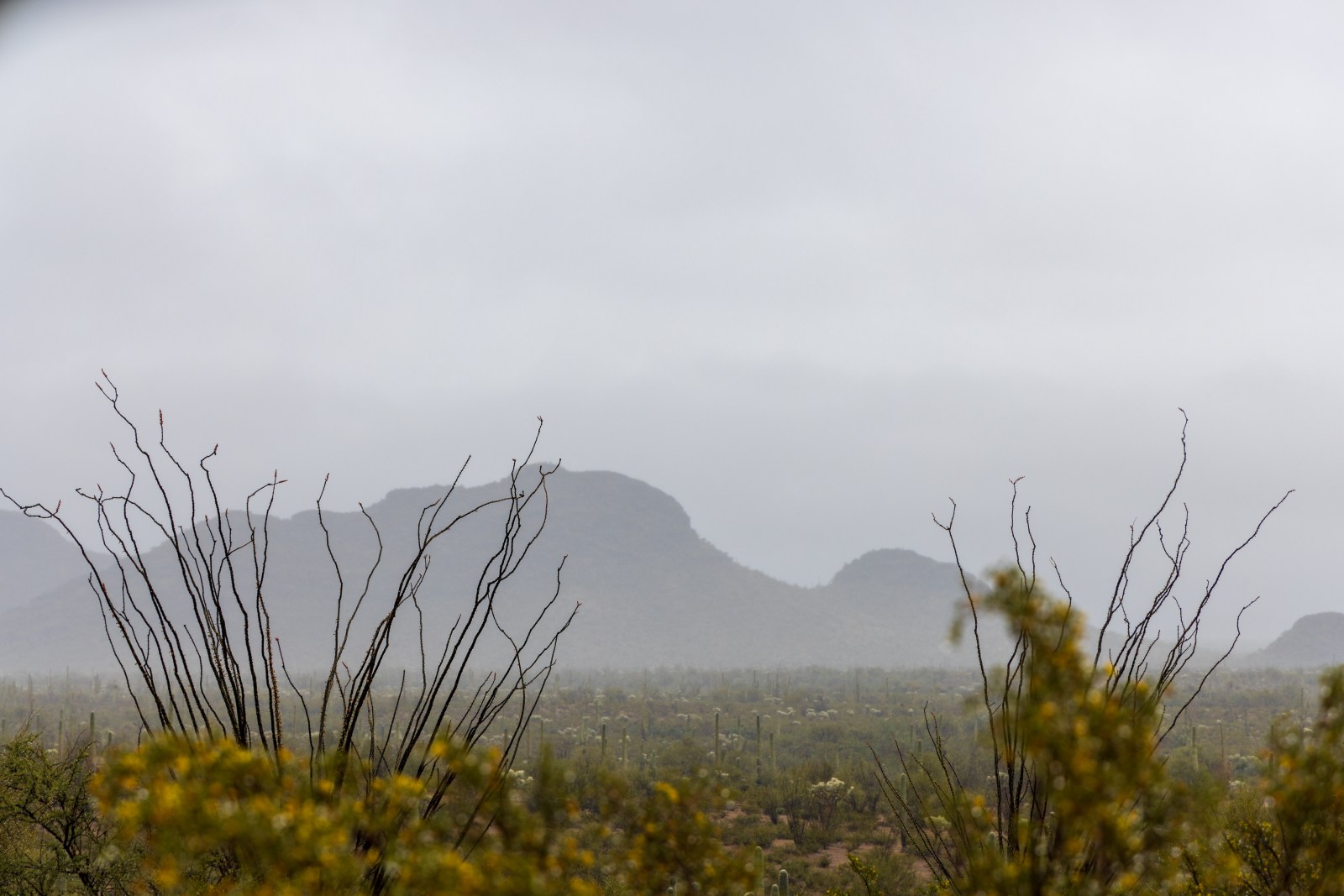 Organ Pipe Cactus National Monument