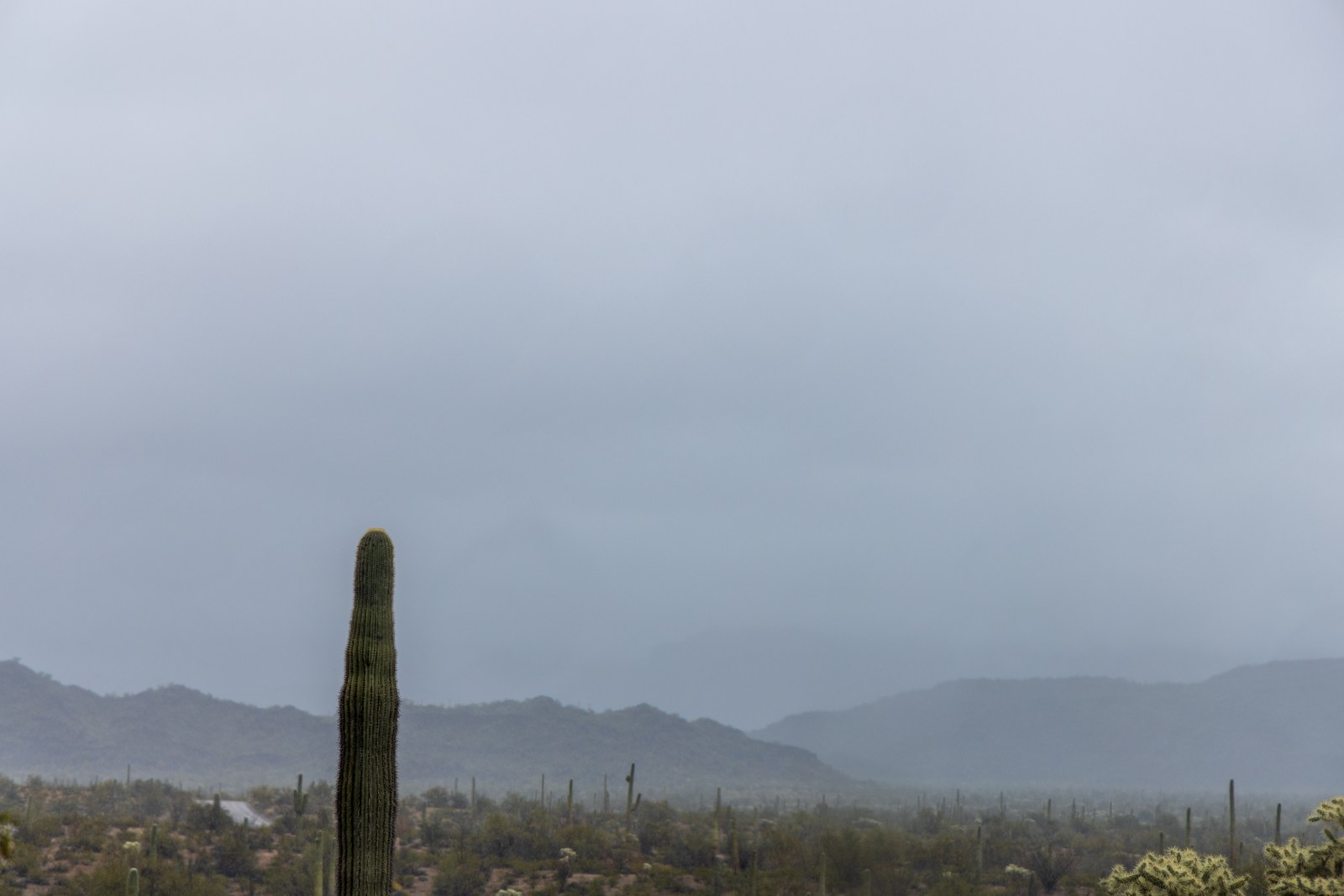 Cabeza Prieta National Wildlife Refuge -Charlie Bell Road near Ajo, Arizona