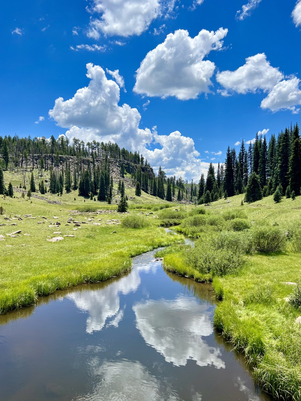 Thompson Trail along the Black River in the White Mountains of the Apache-Sitgreaves National Forest