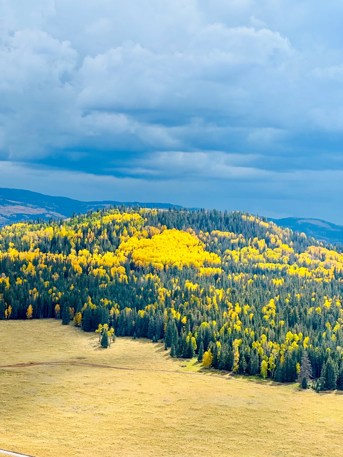 Golden Aspens in the White Mountains of Apache-Sitgreaves National Forest