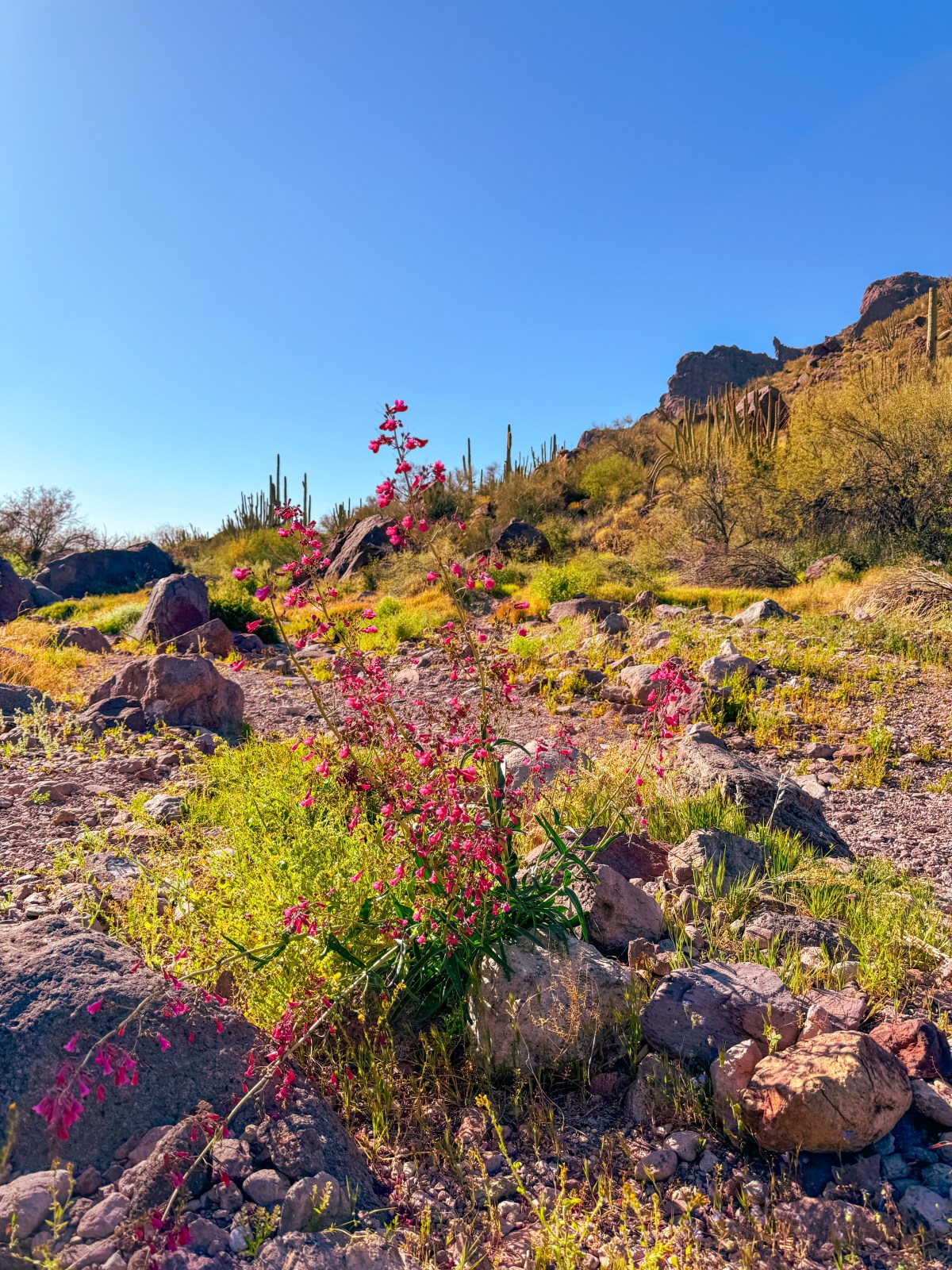 Organ Pipe Cactus National Monument, Ajo, Arizona - Alamo Canyon Trail
