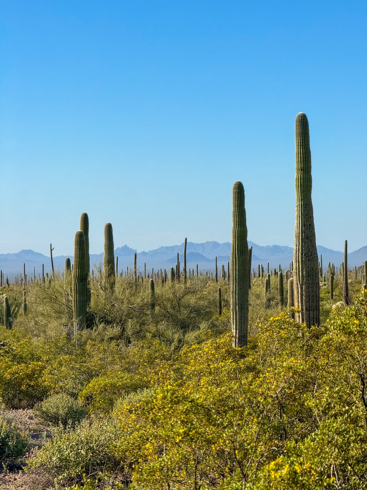 Organ Pipe Cactus National Monument, Ajo, Arizona - Alamo Canyon Trail