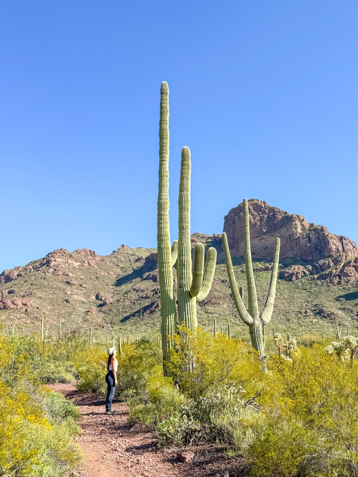 Organ Pipe Cactus National Monument, Ajo, Arizona - Alamo Canyon Trail