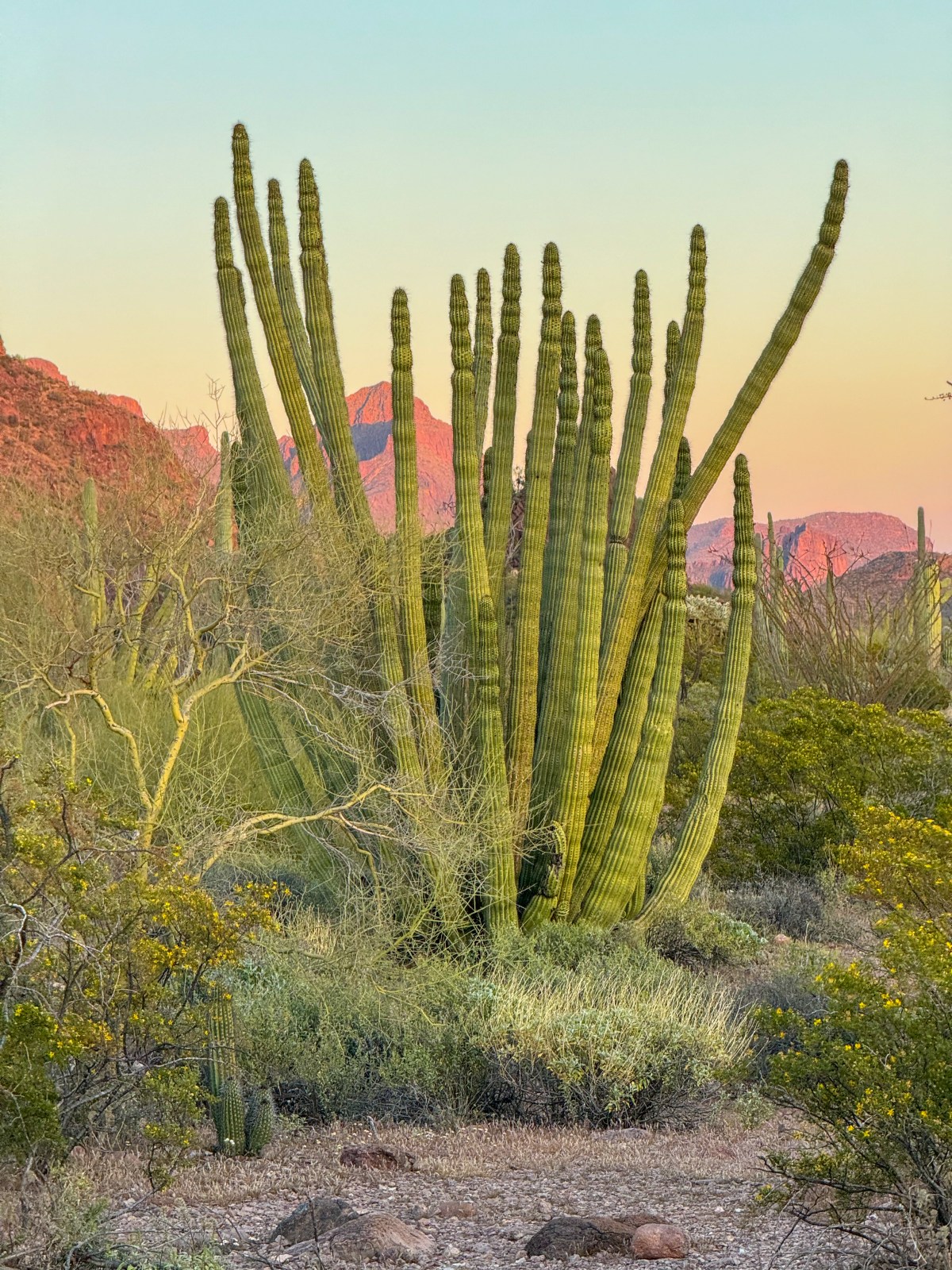 Organ Pipe Cactus National Monument, Ajo, Arizona - Ajo Mountain Loop Drive