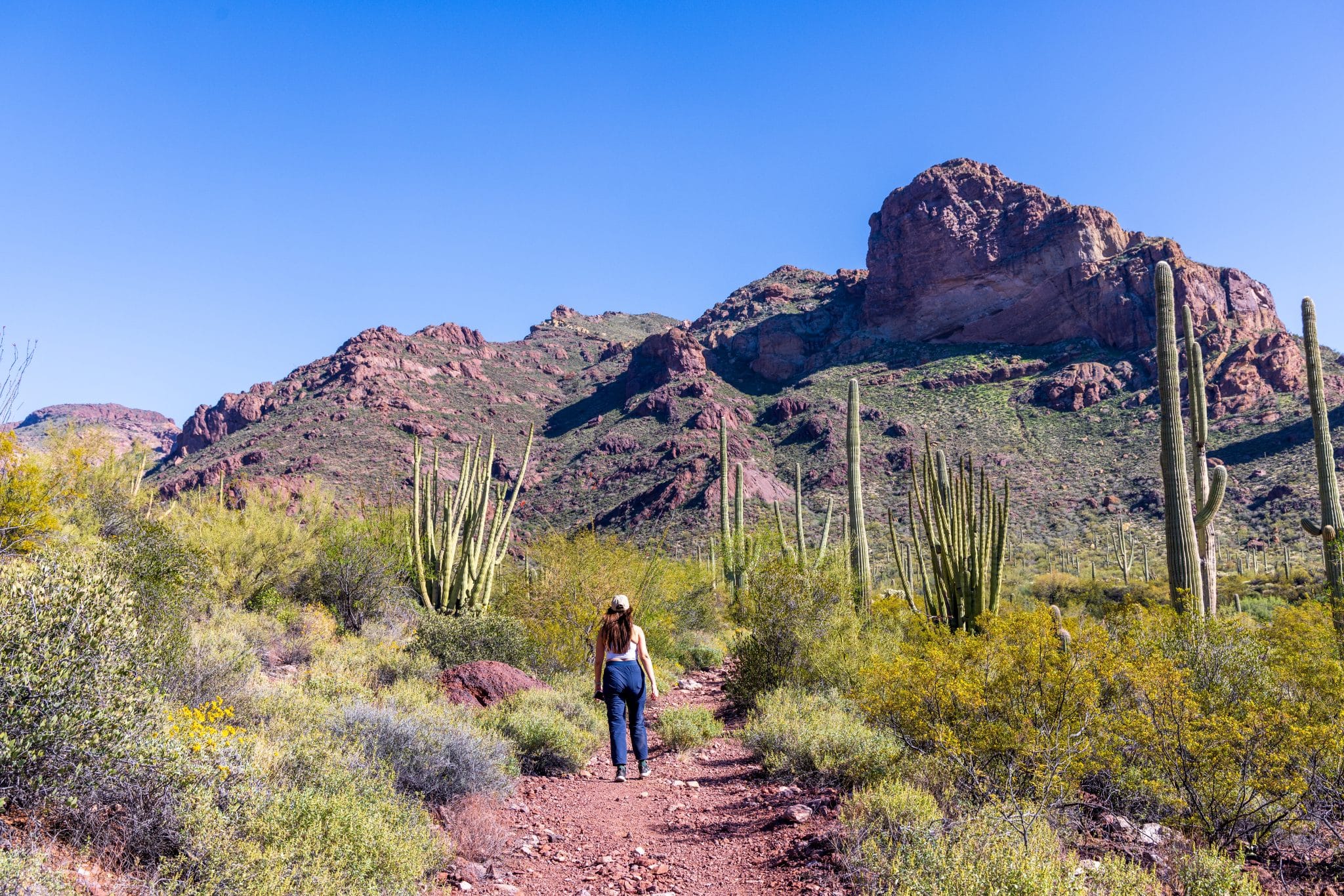 What to do in Ajo, Arizona: Organ Pipe Cactus & Cabeza Prieta