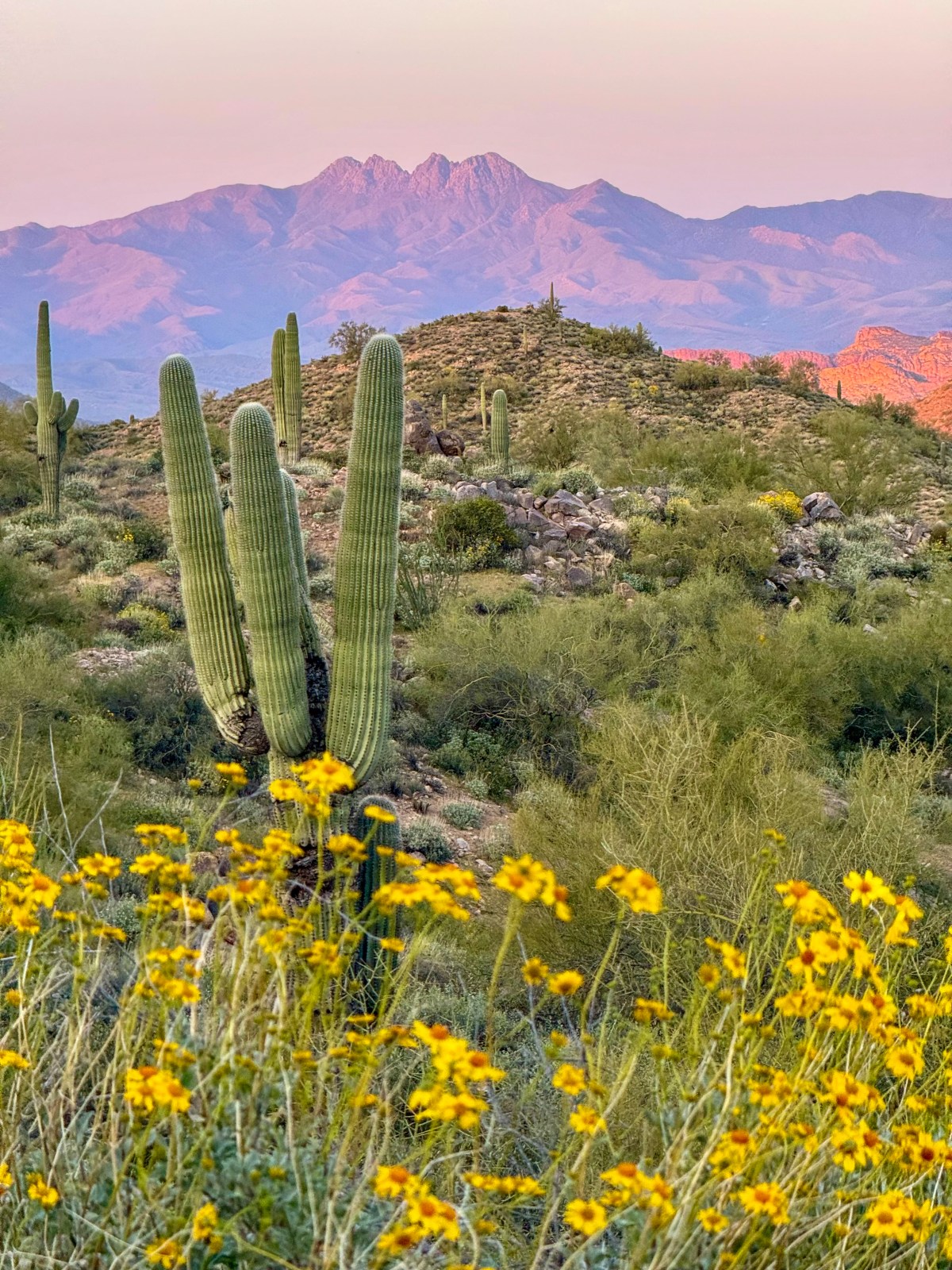 Four Peaks at sunset seen from hiking to Usery Mountain in Tonto National Forest, Mesa, Arizona