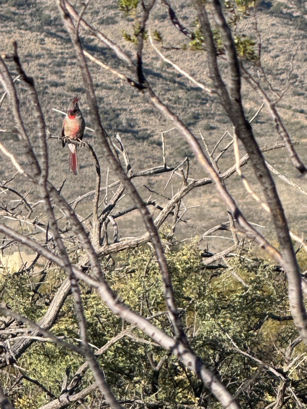 Desert Cardinal