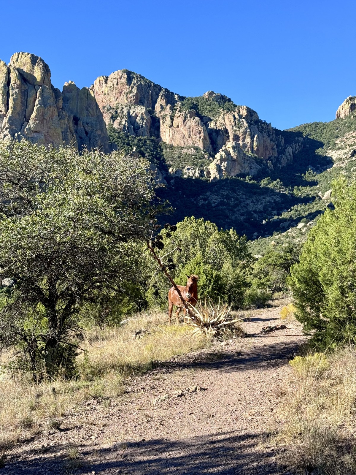 Silver Peak Trail at Cave Creek Canyon in the Chiricahua Mountains of Coronado National Forest in Portal, Arizona