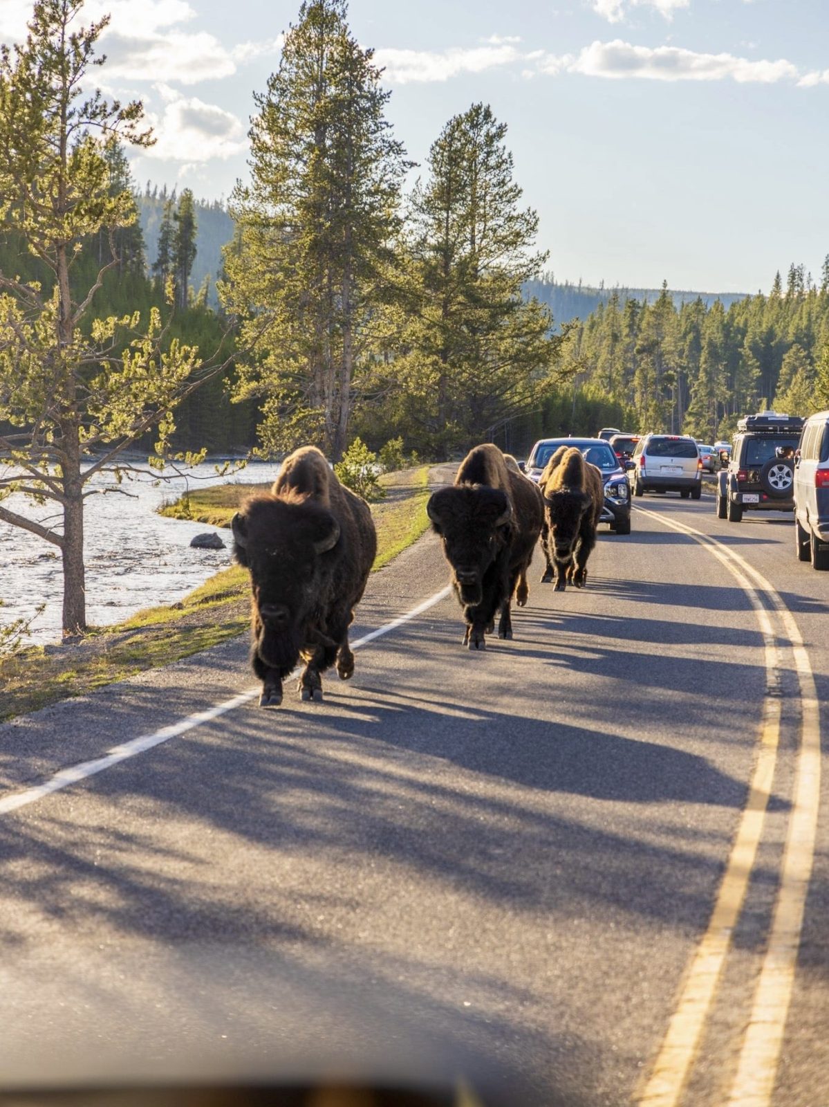Bison in Yellowstone National Park, Wyoming
