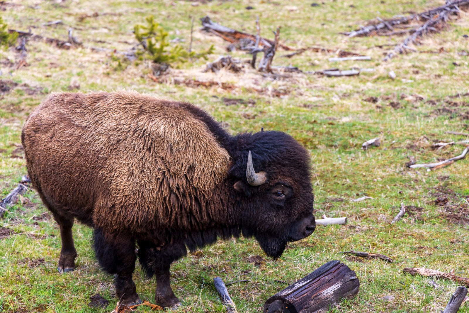 Bison in the Mud Volcano area in Yellowstone National Park