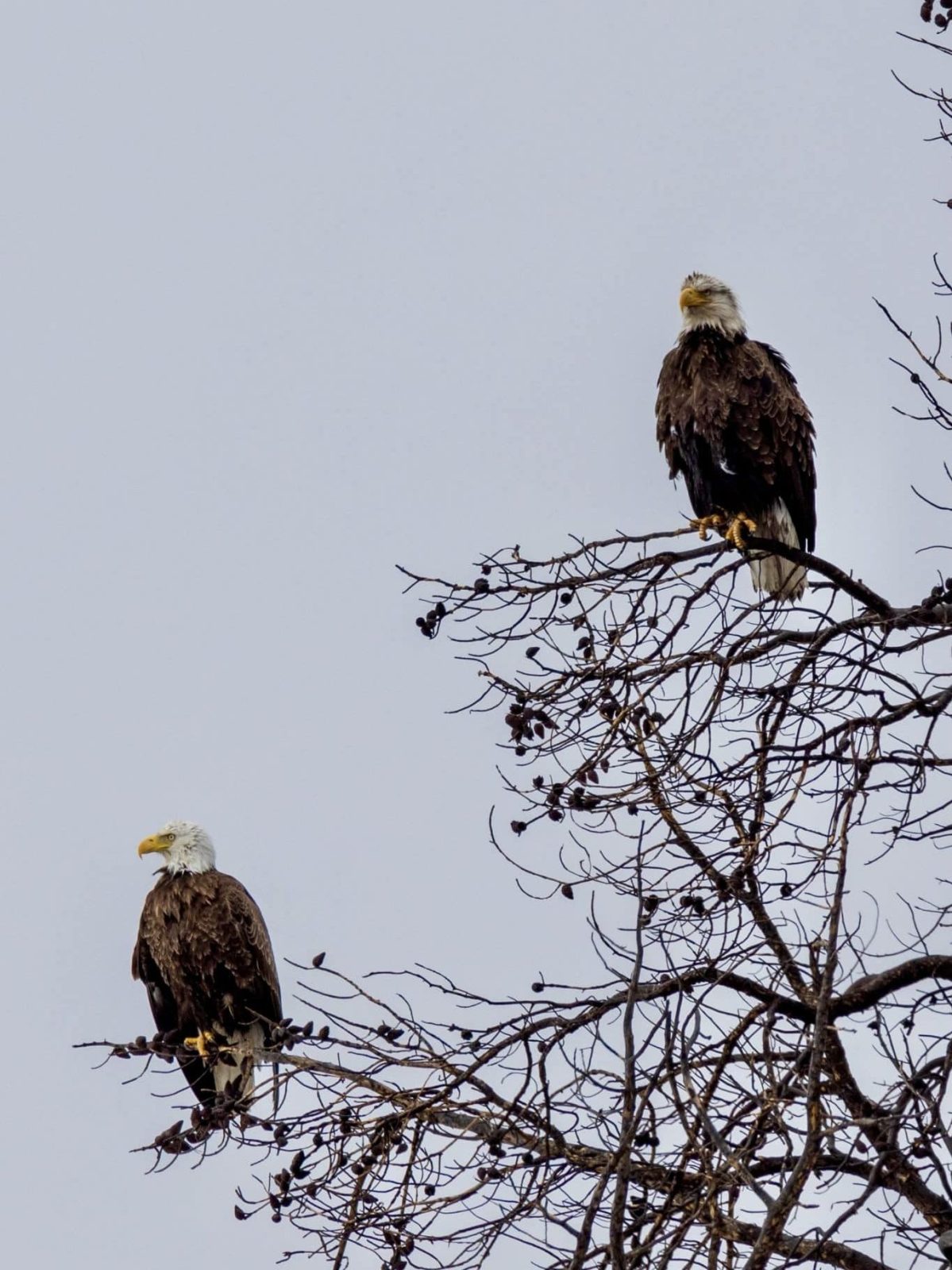 Bald Eagles seen at the West Thumb of Yellowstone Lake in Yellowstone National Park