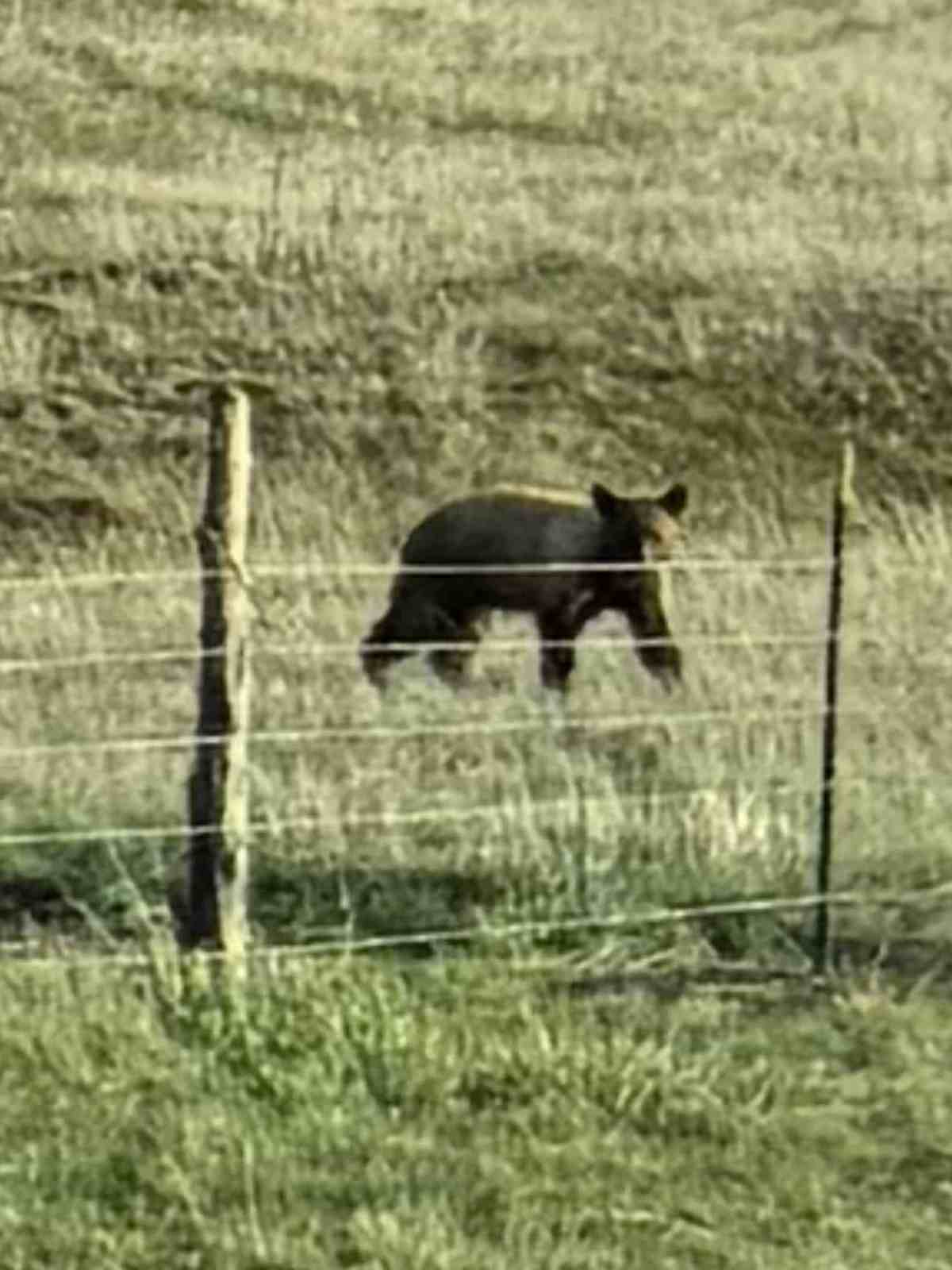 We saw a bear north of Kanab, Utah