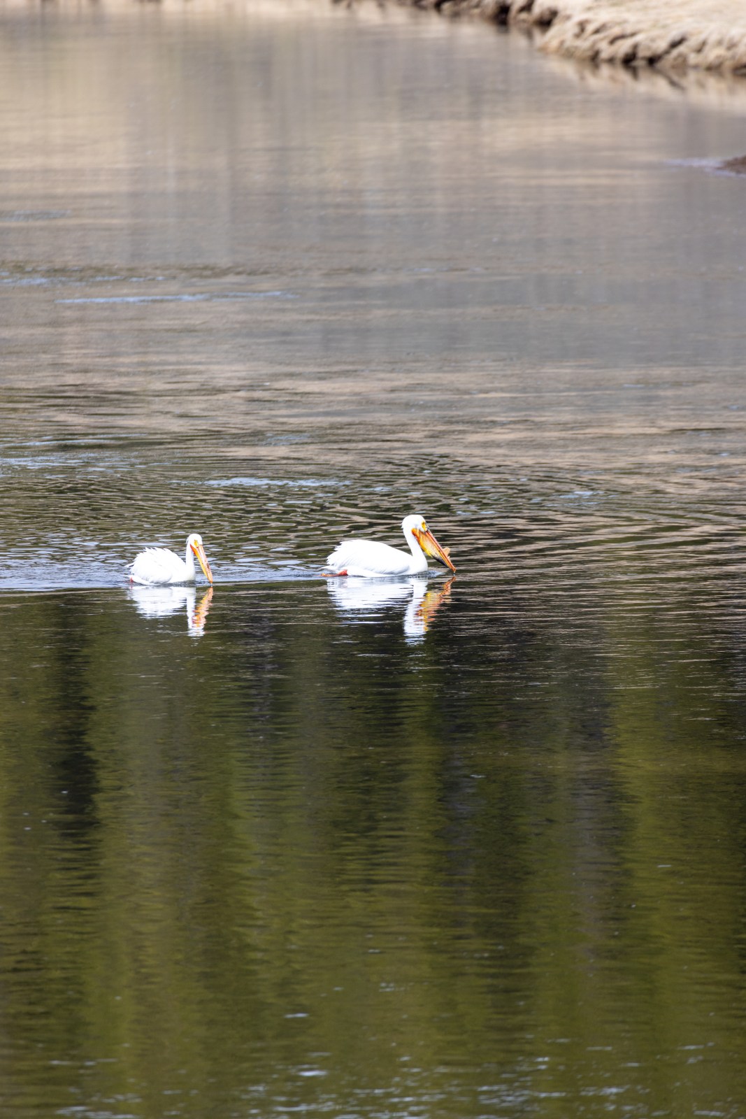 Pelicans in the Yellowstone River in Hayden Valley of Yellowstone National Park