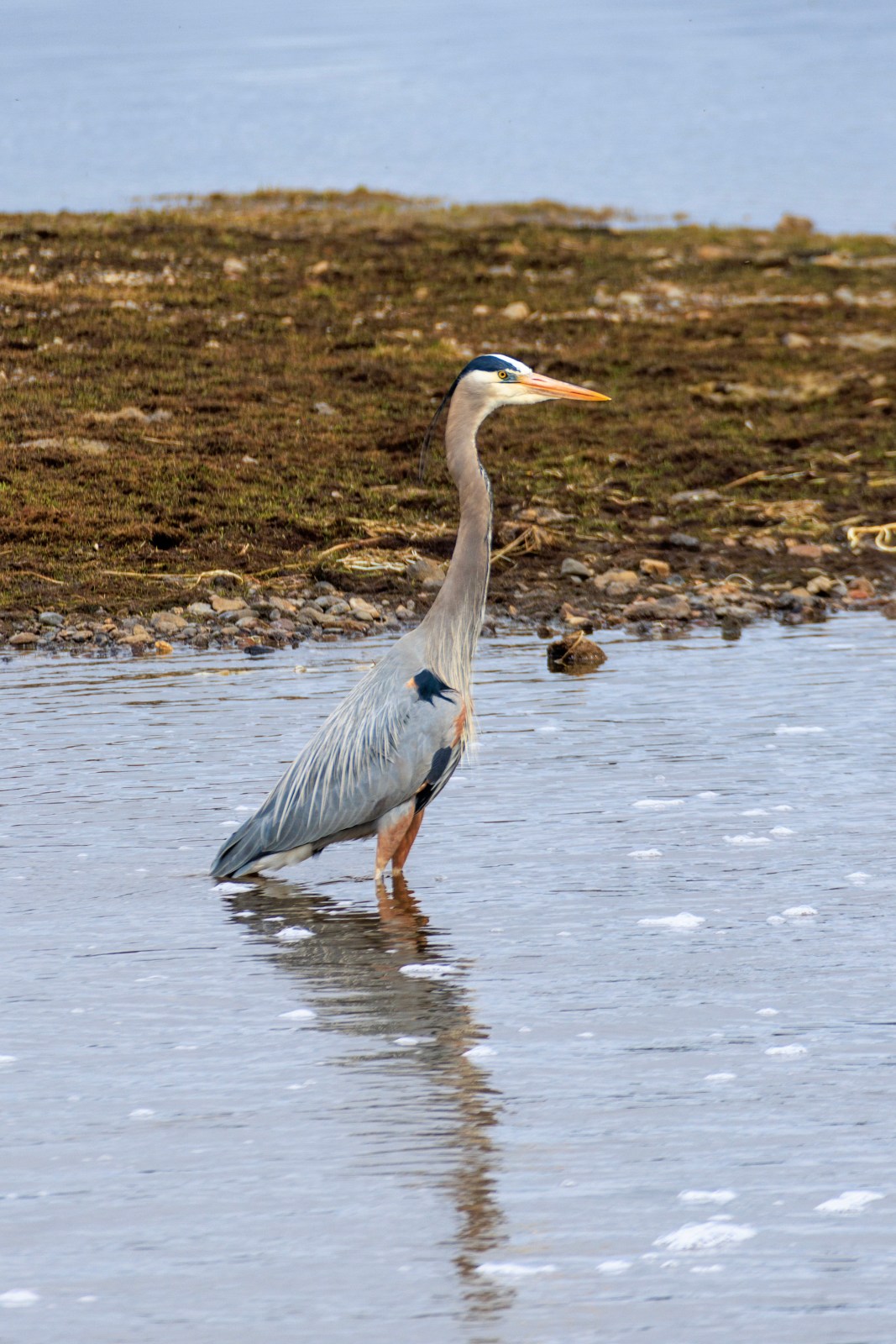 Great Blue Heron in the Yellowstone River in Hayden Valley of Yellowstone National Park